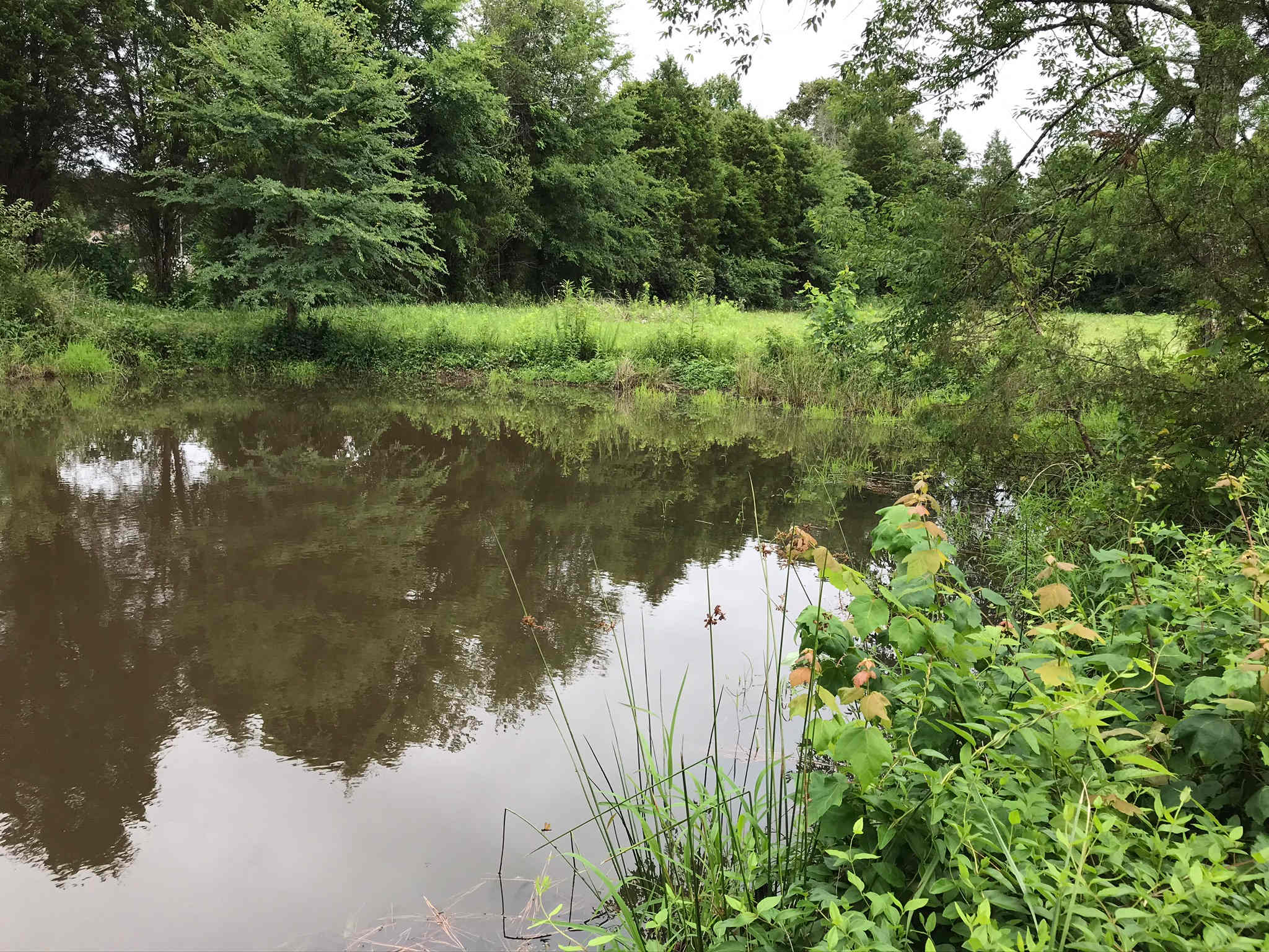 Foggy Bottom Farm