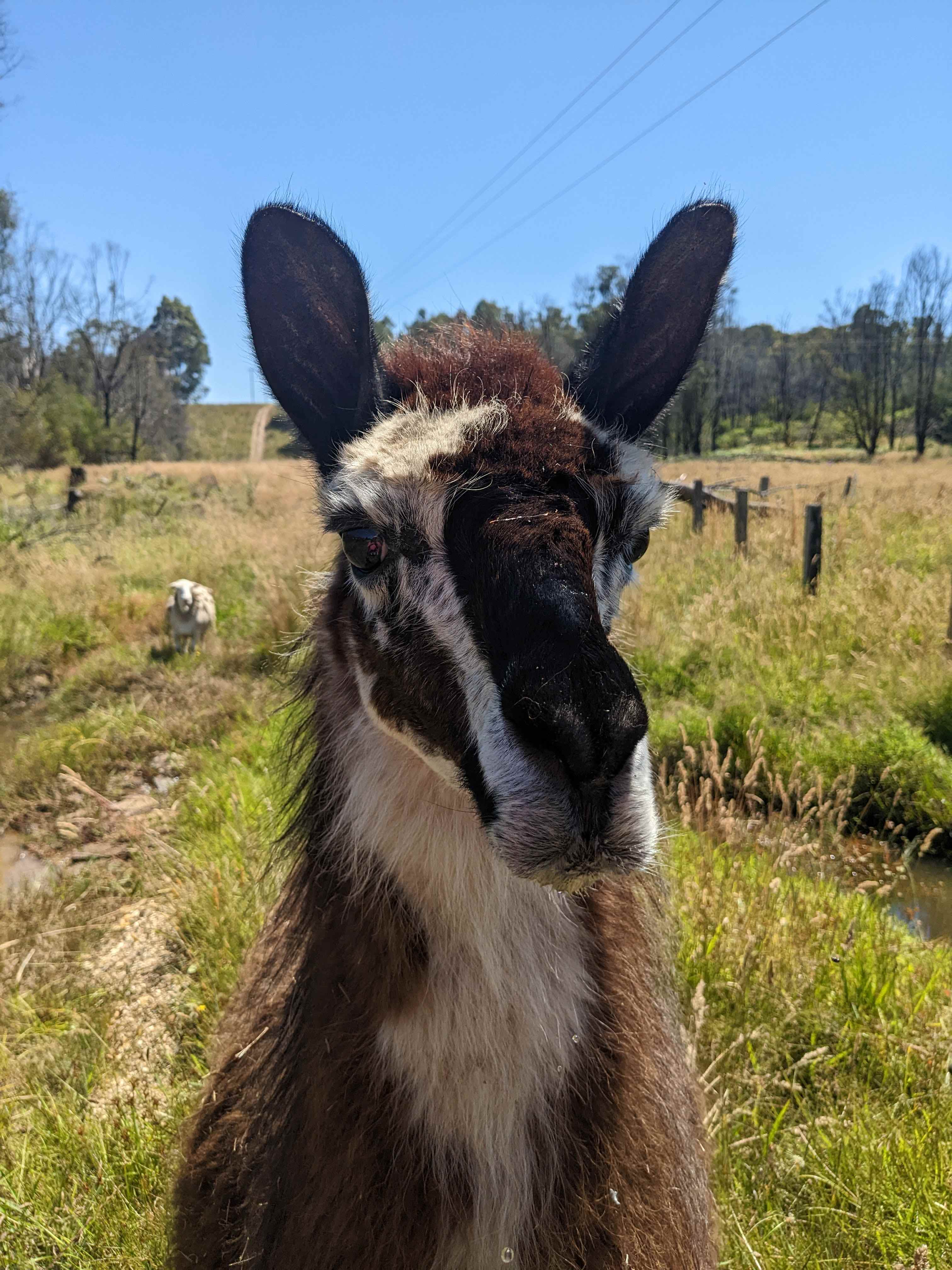Little Paddocks Mogo