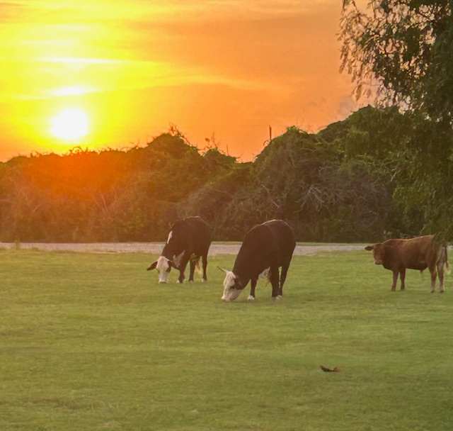 Sunny Days On Alpaca Farm