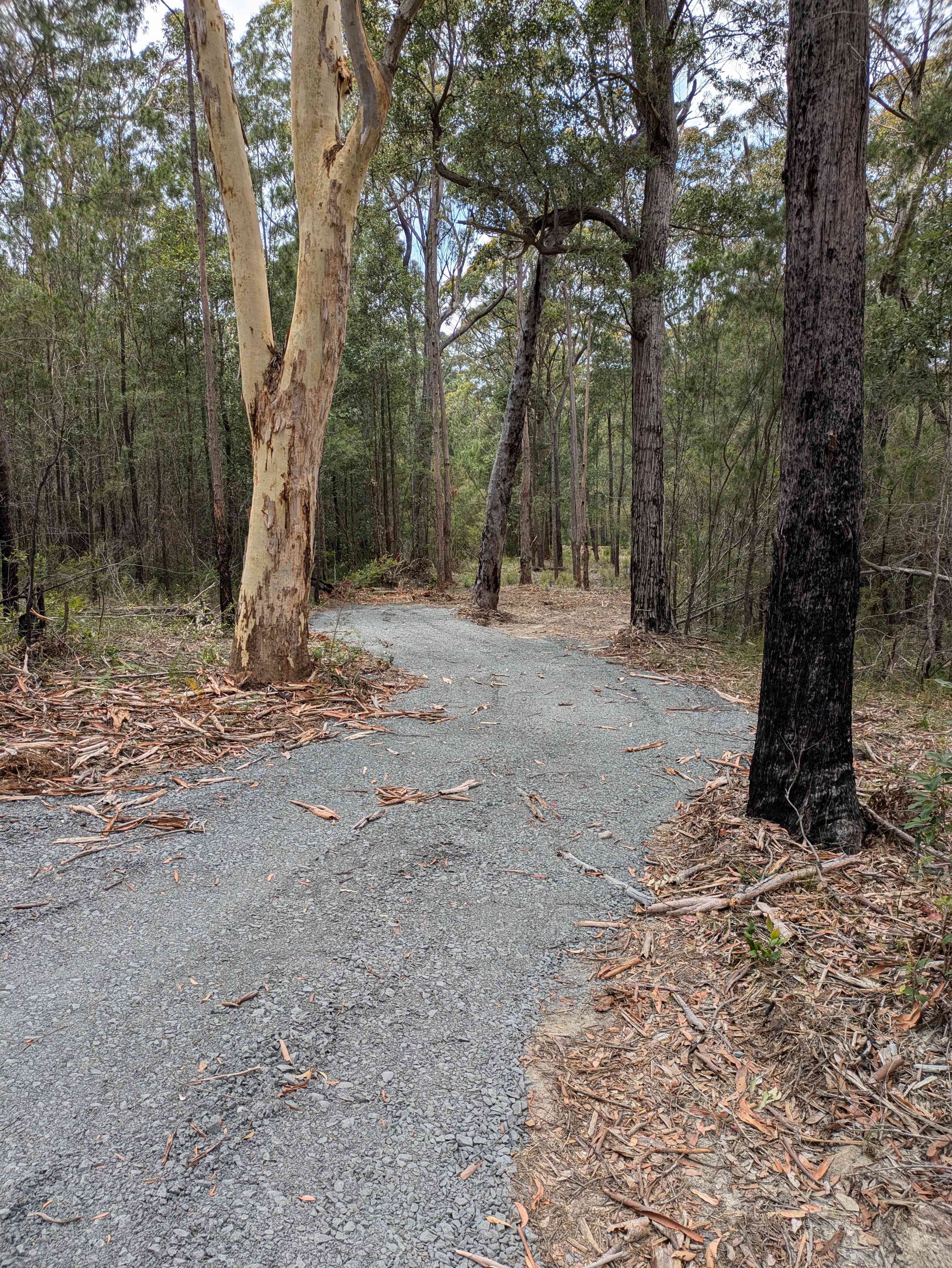 Bandicoot run