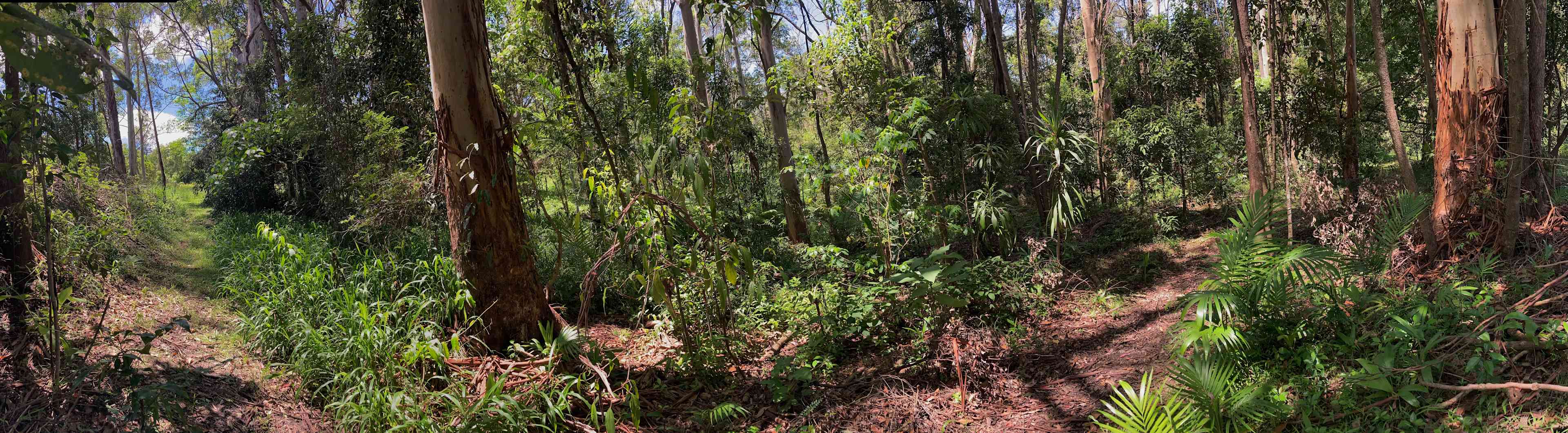 Walking track to Djanbung Gardens and township