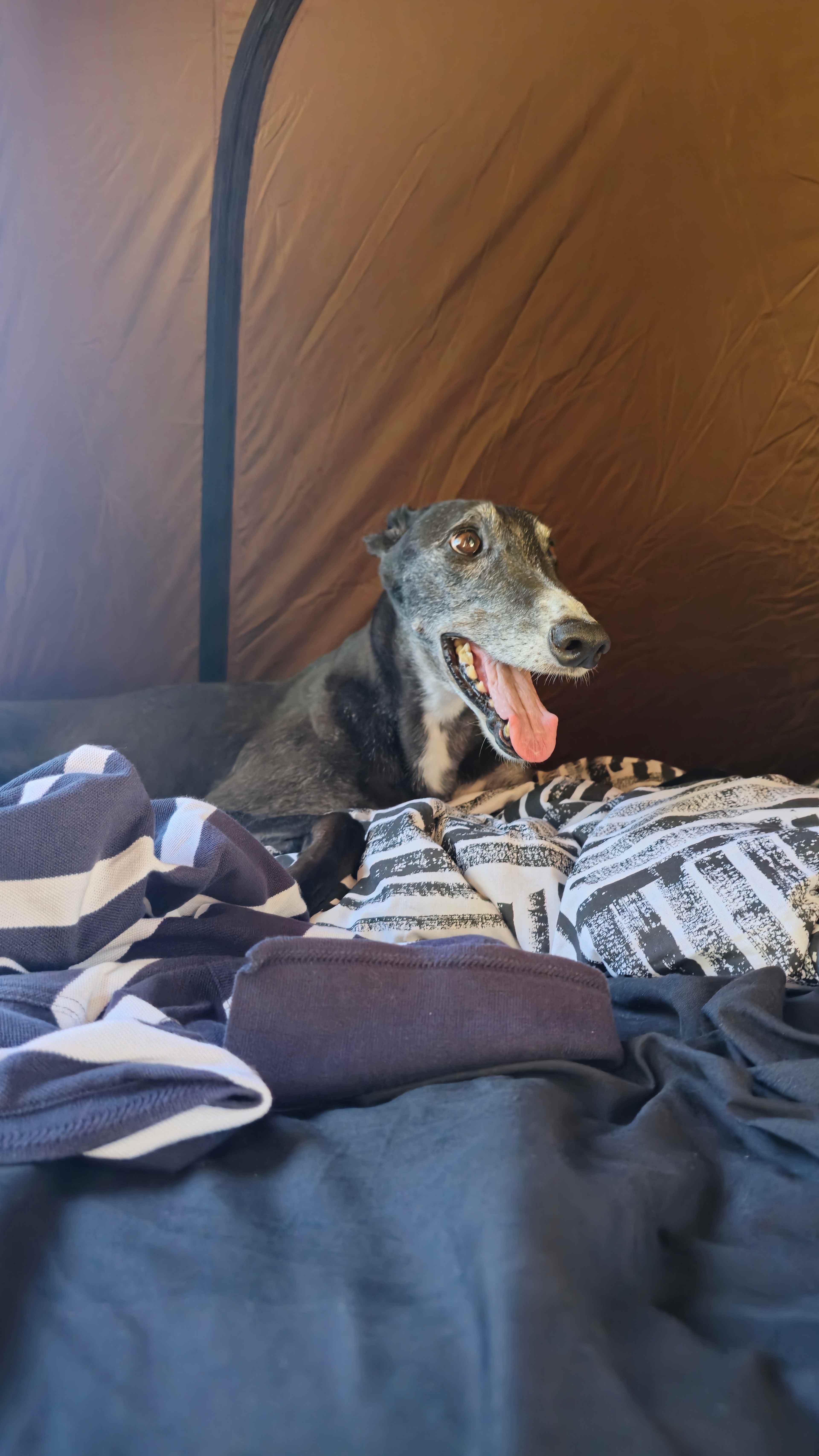 Camping@2445