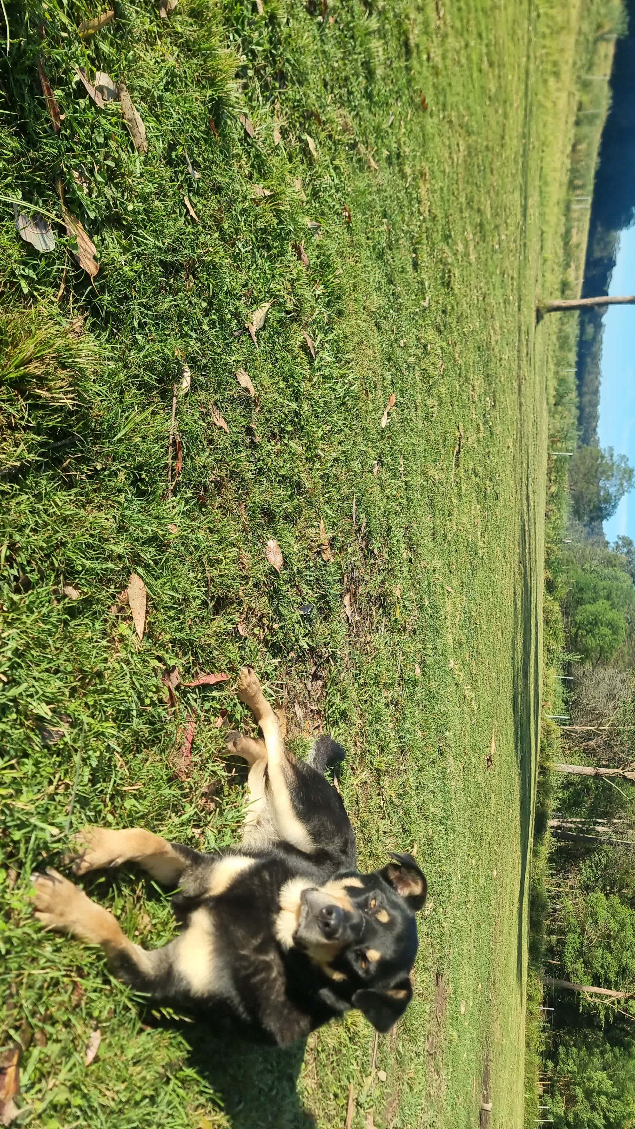 Kookaburra