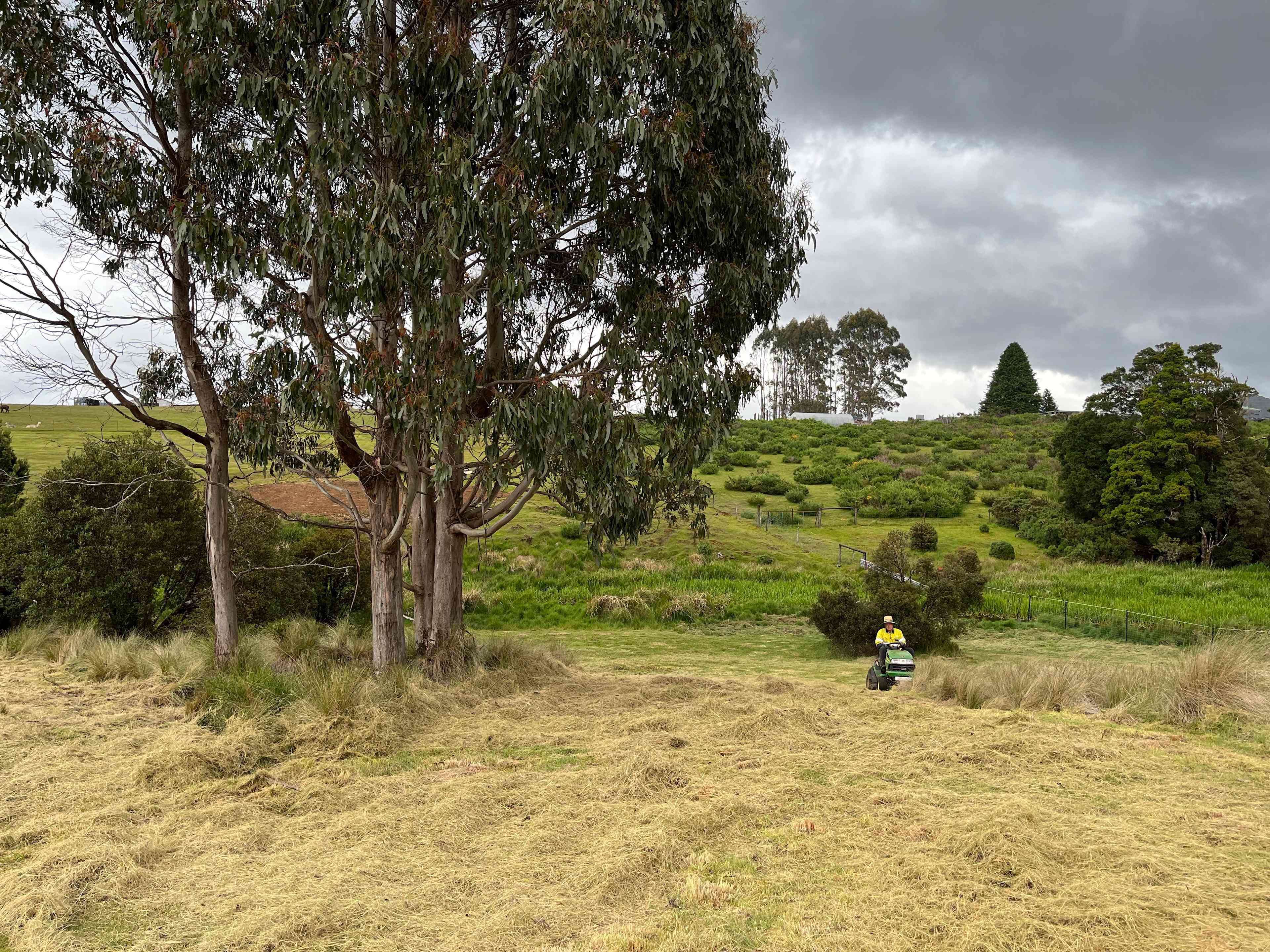Waratah Alpaca and Pepperberry Farm