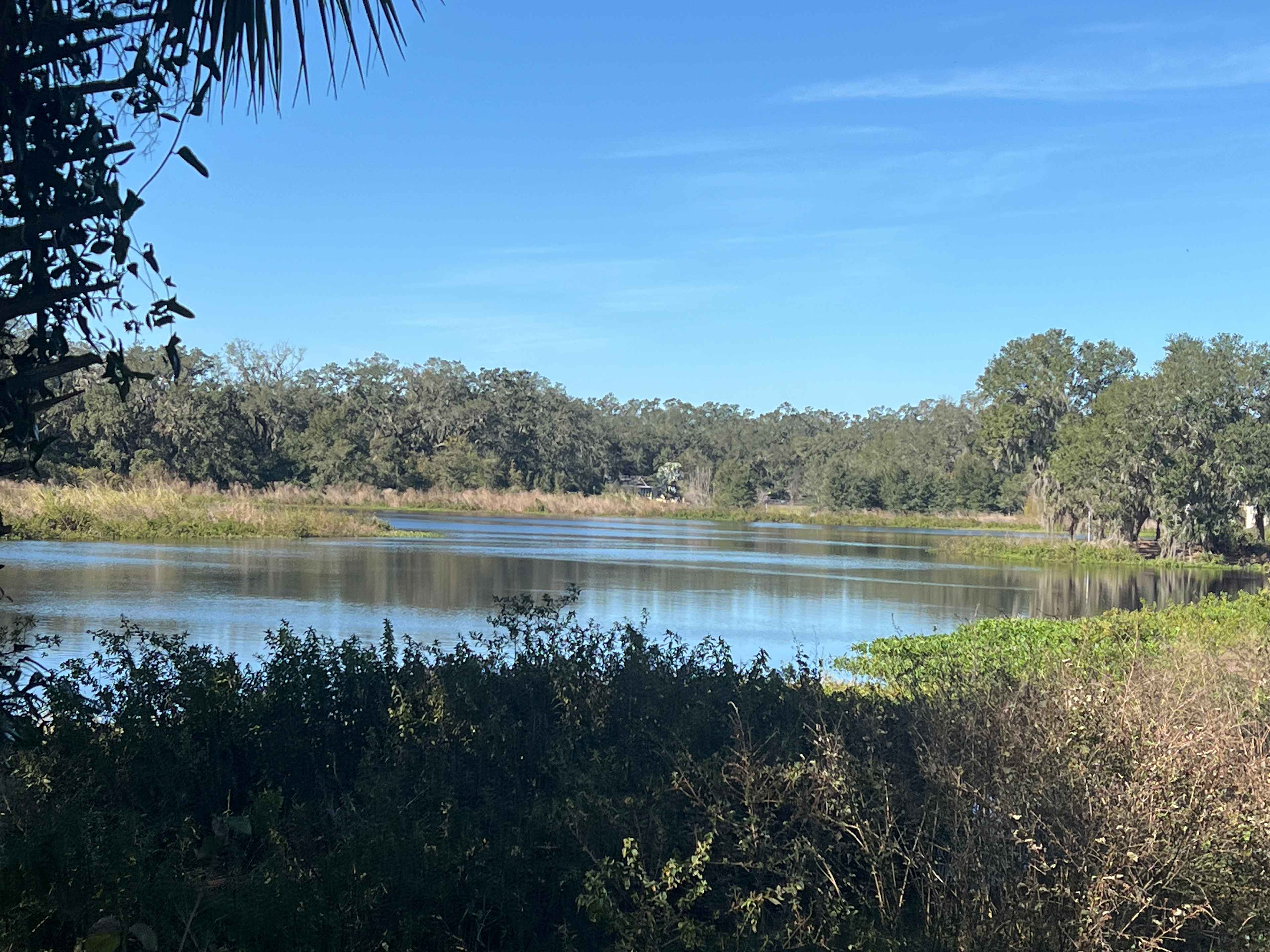 Best bass and Tilapia, fresh water spring