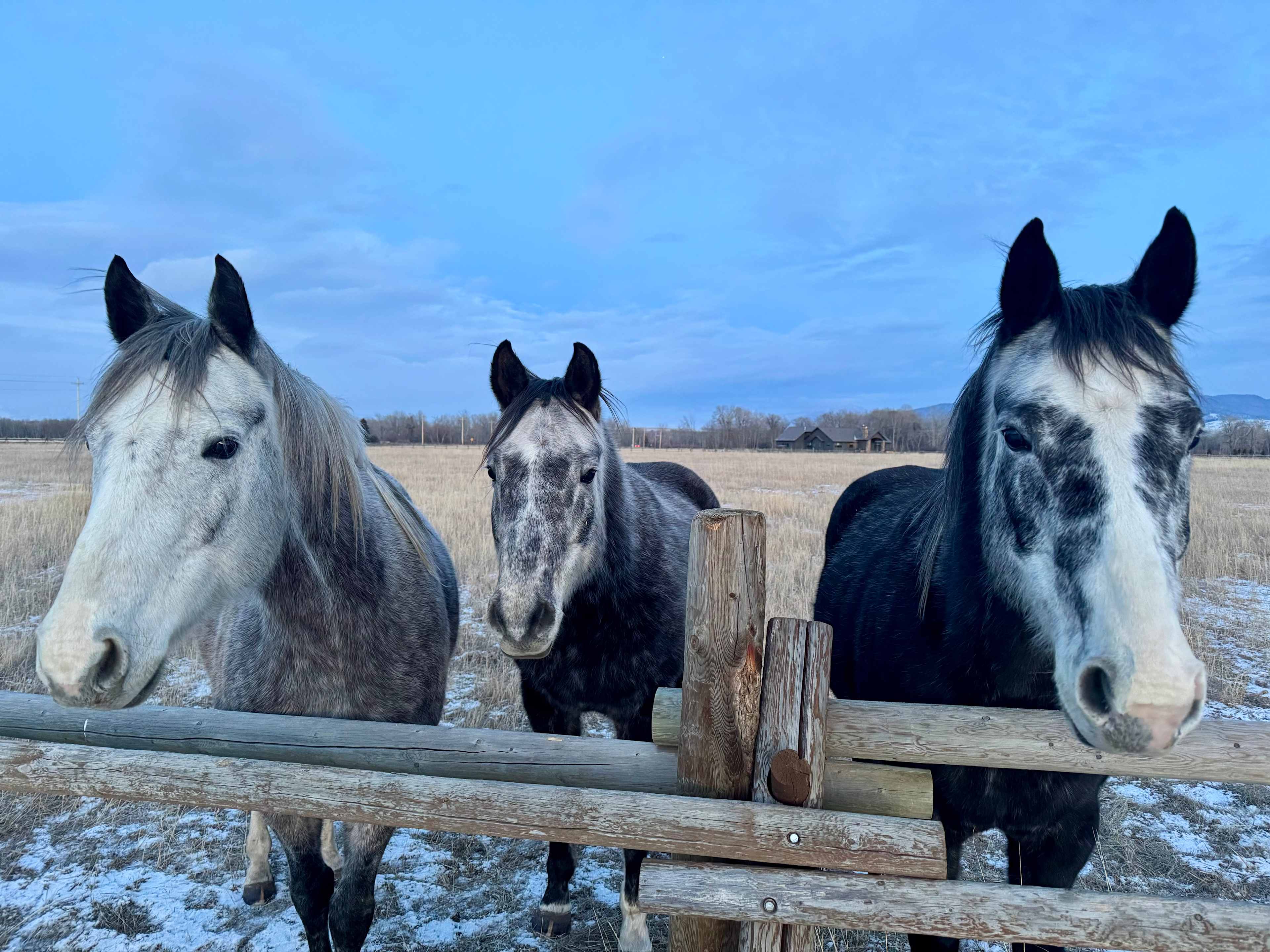 Cloud Nine Equine Ranch