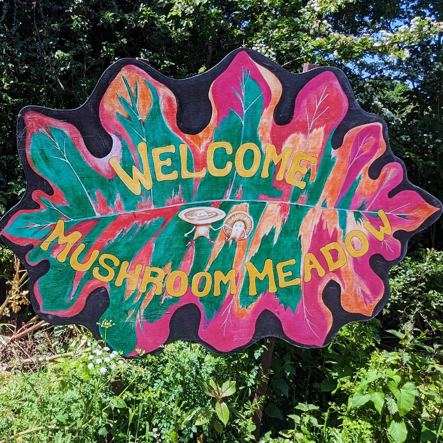 Mushroom Meadow, Cornwall UK