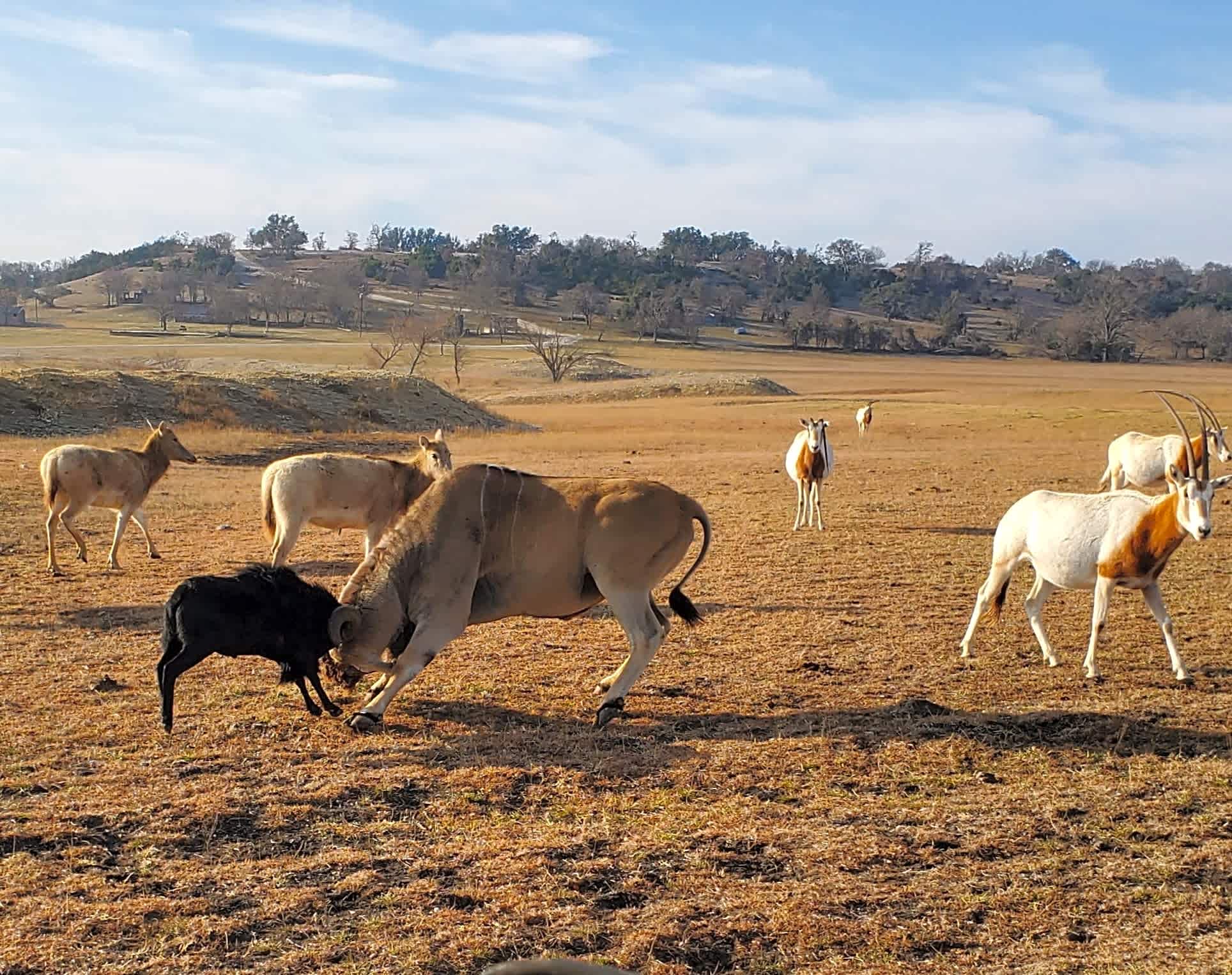 Buena Vista Wildlife Safarai and RV Park
