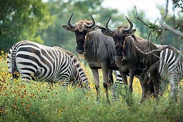 Buena Vista Wildlife Safarai and RV Park