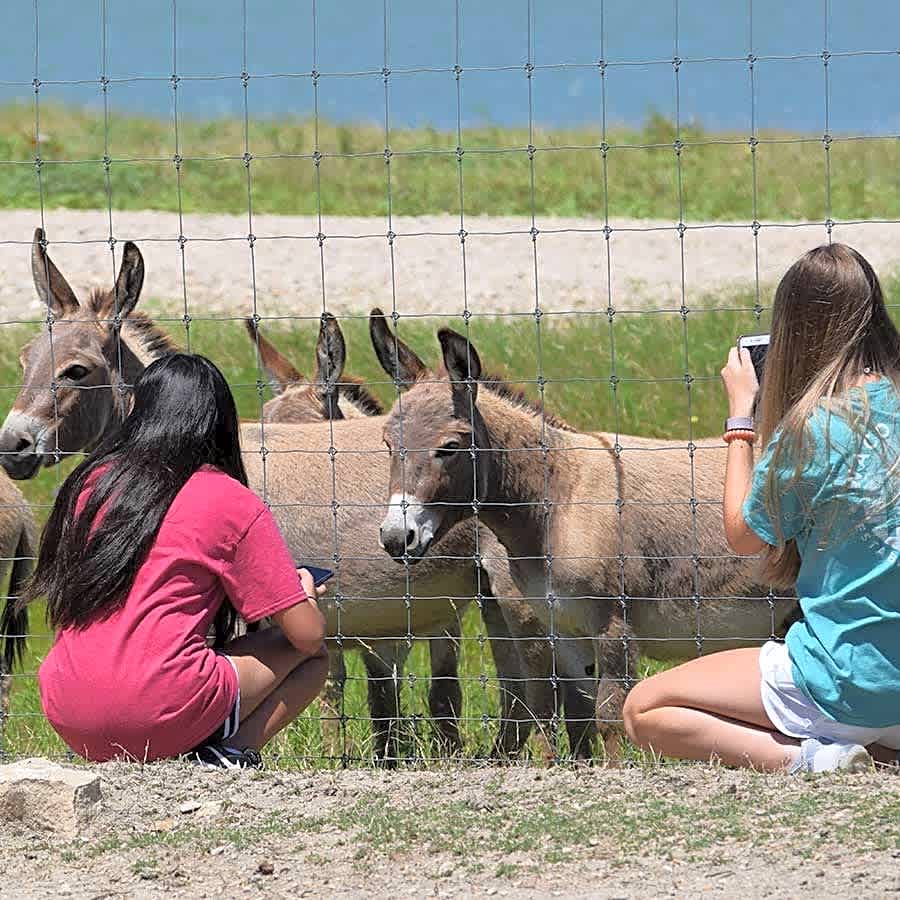 Buena Vista Wildlife Safarai and RV Park