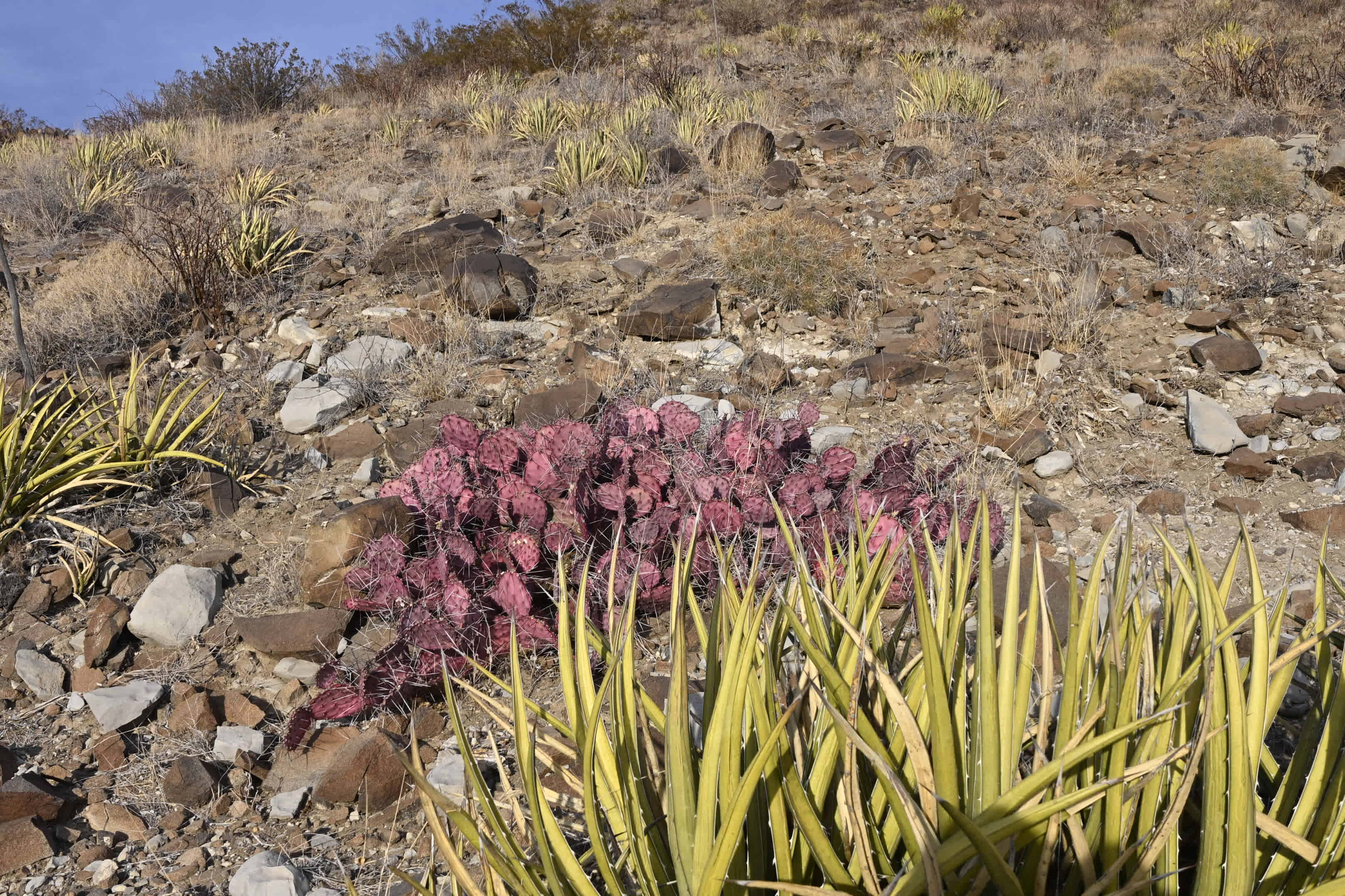 Terlingua Mountain Wildlife Camp