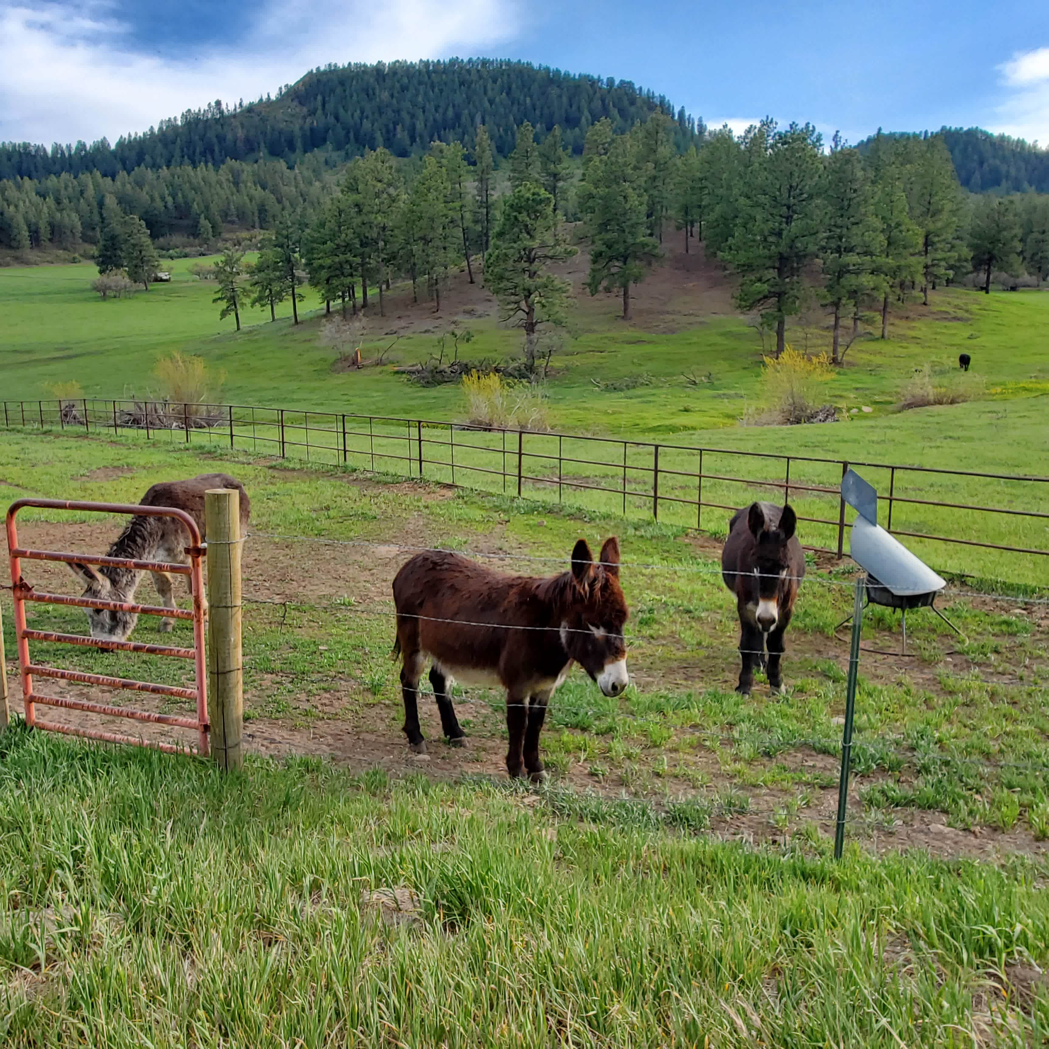 My three donkeys are full time residence.