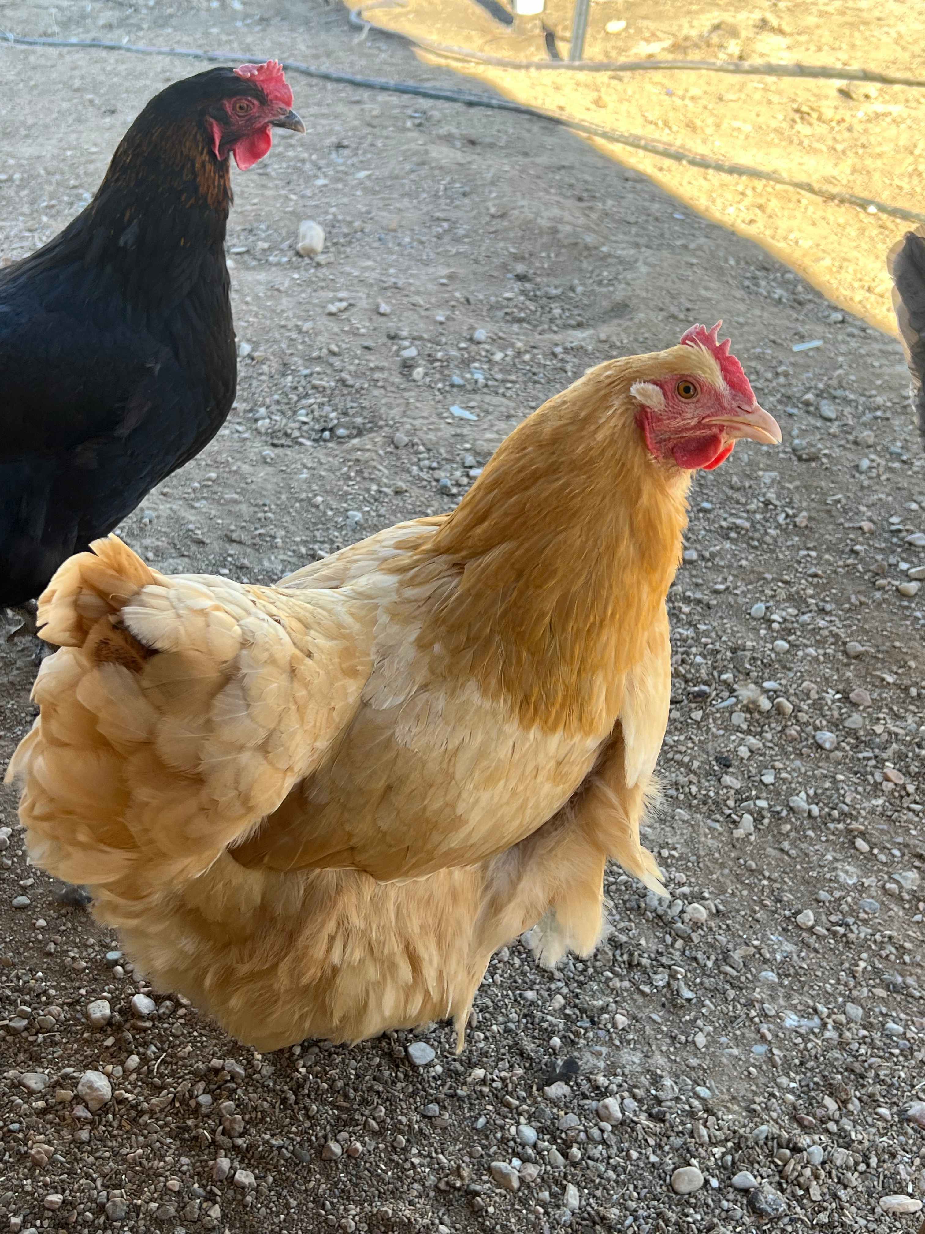 Hollow Haven Ranch