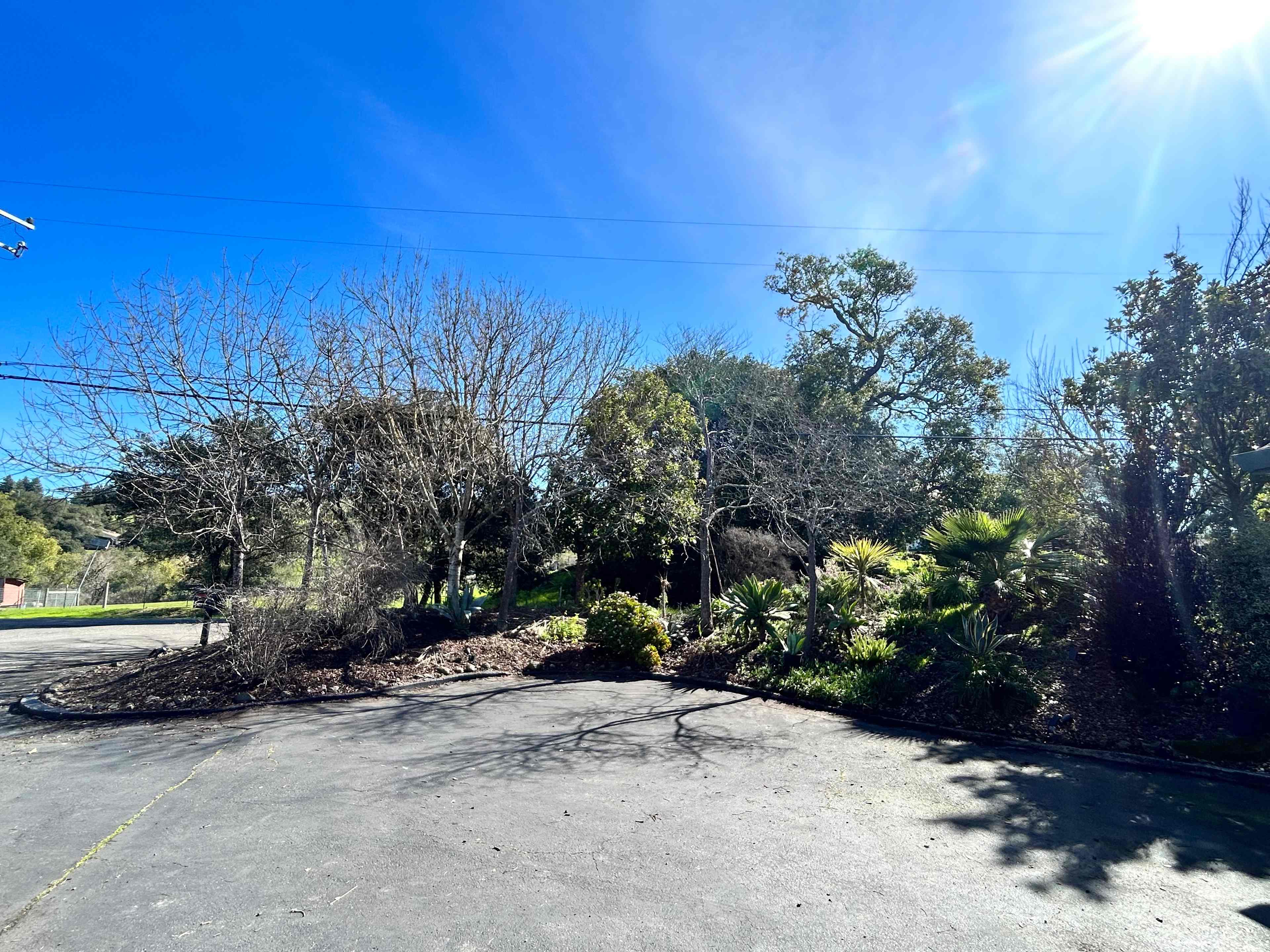 Pressley Palms