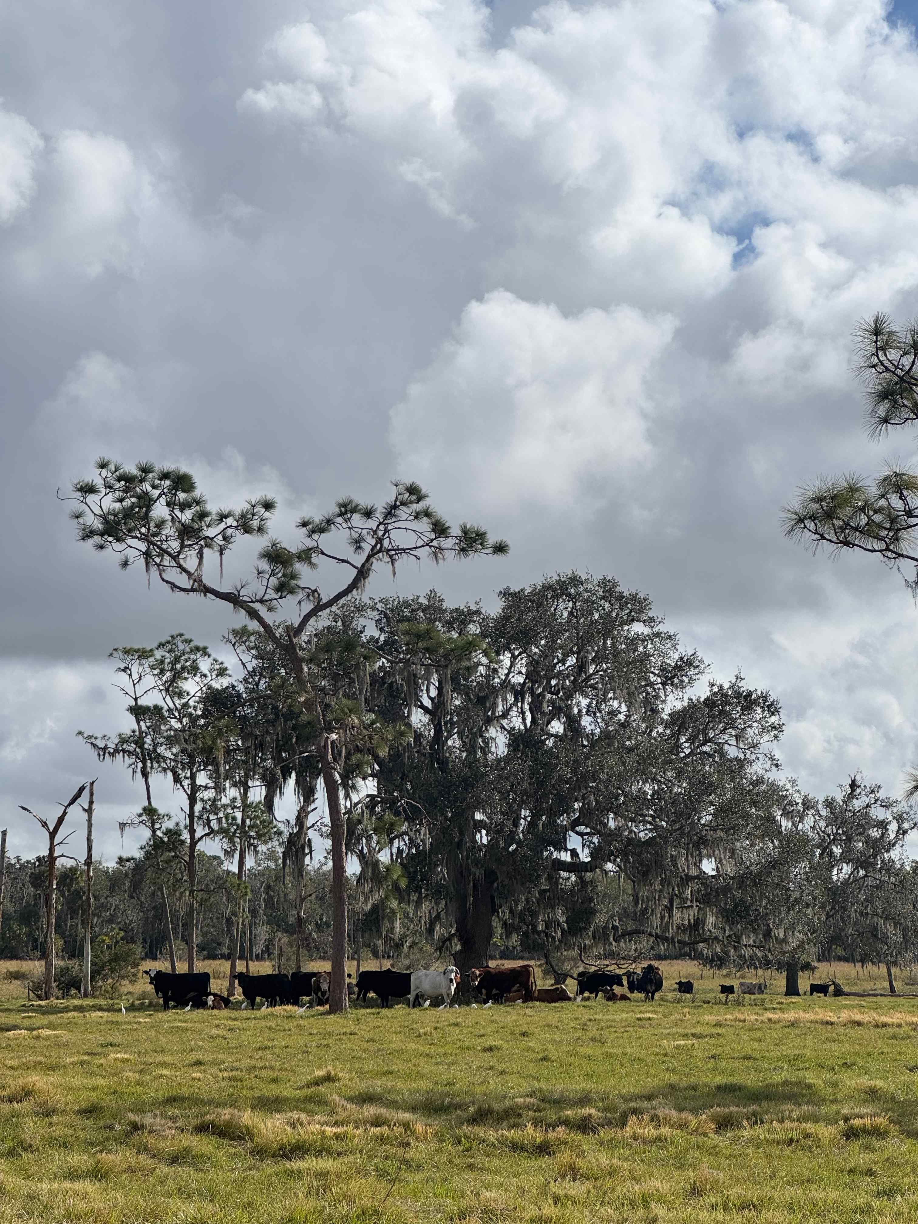Oak Creek Preserve Camping & Cattle