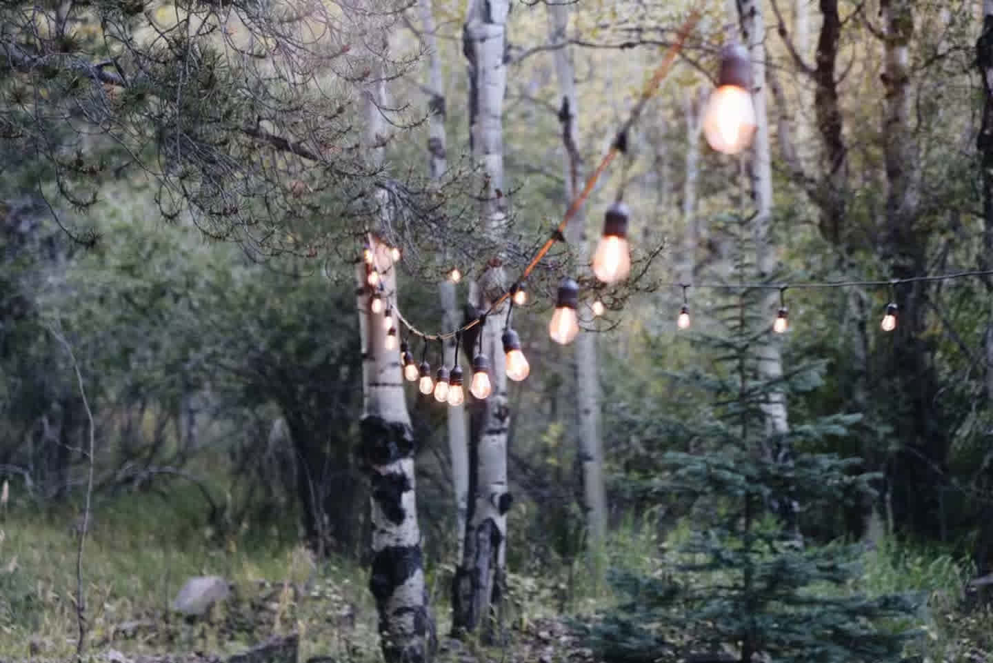 Aspen Forest in Evergreen Colorado
