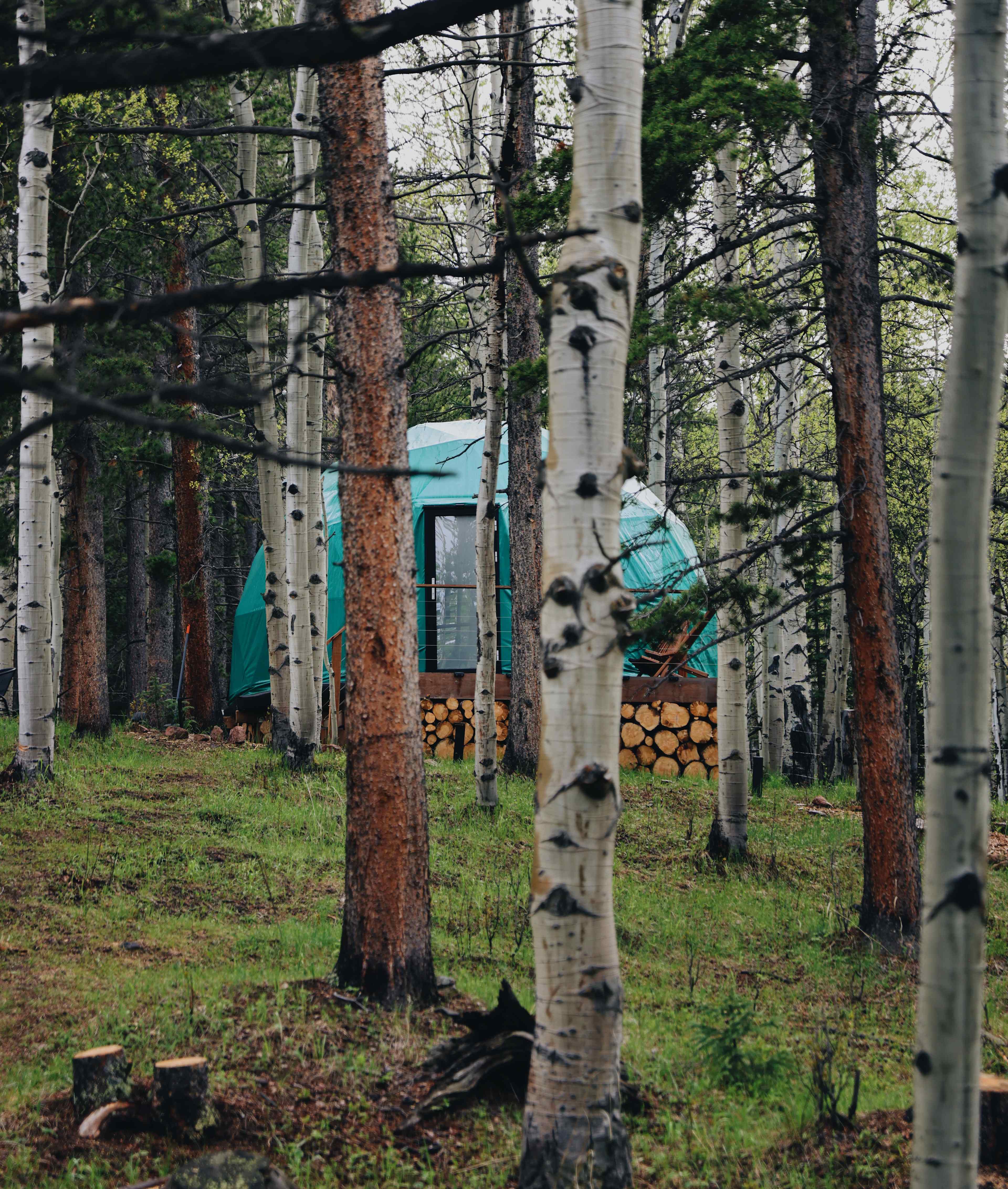 Aspen Forest in Evergreen Colorado