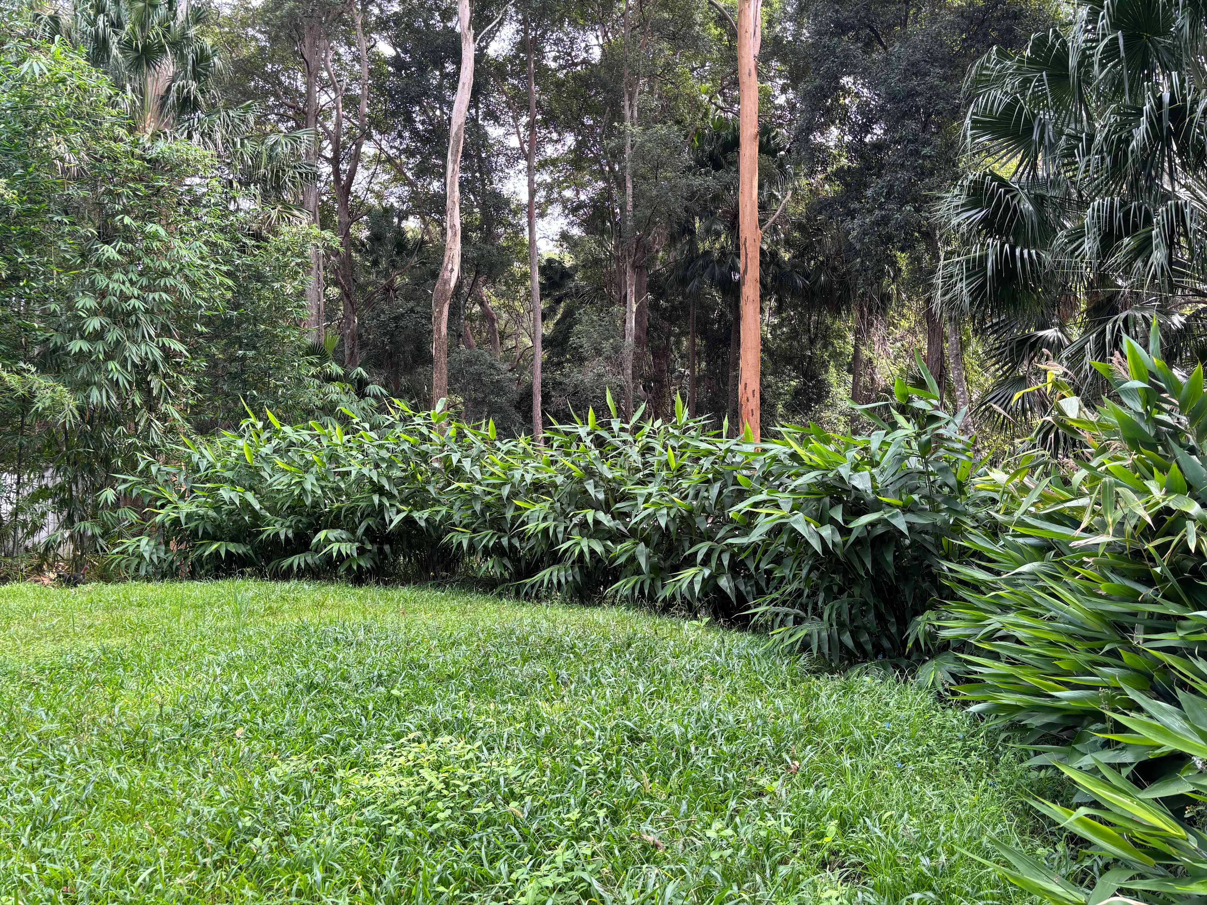 Level Land By Rainforest Near Lake