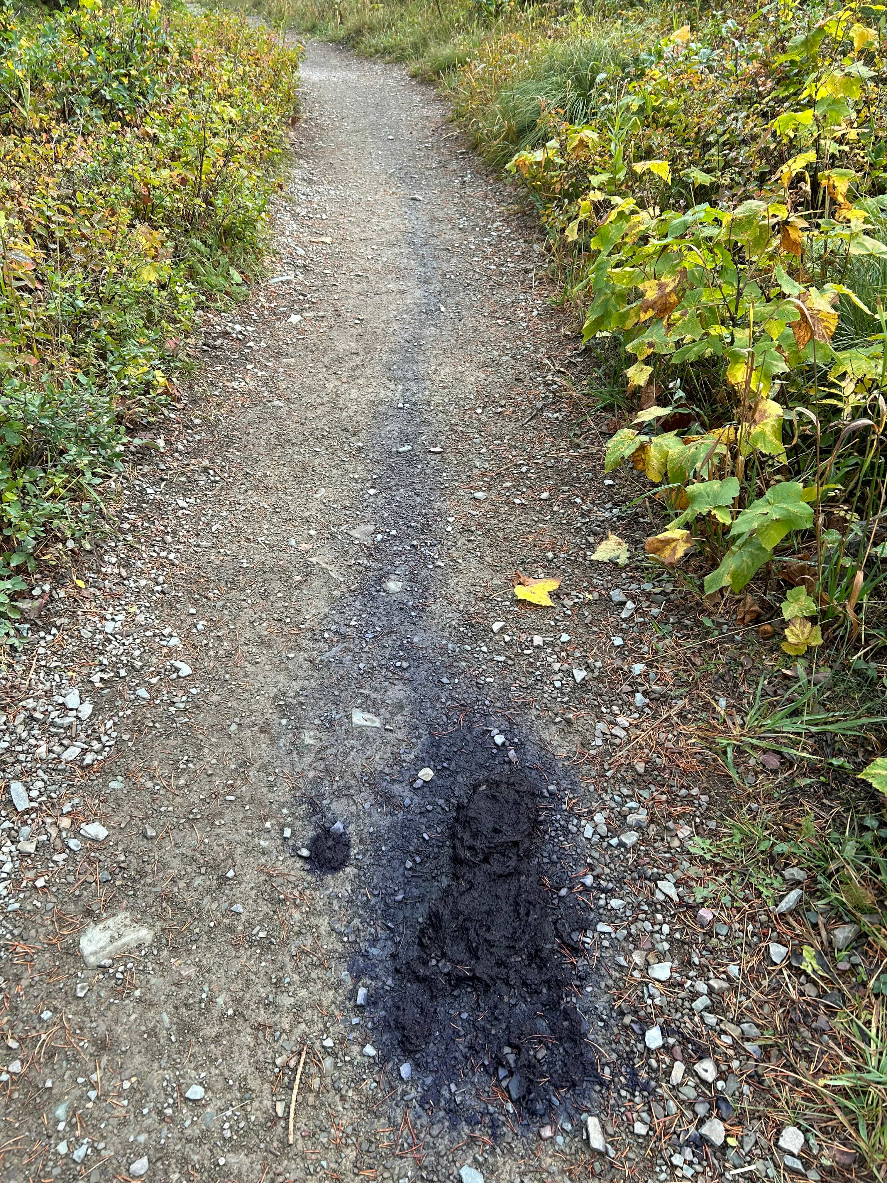 Huckleberry bear poo