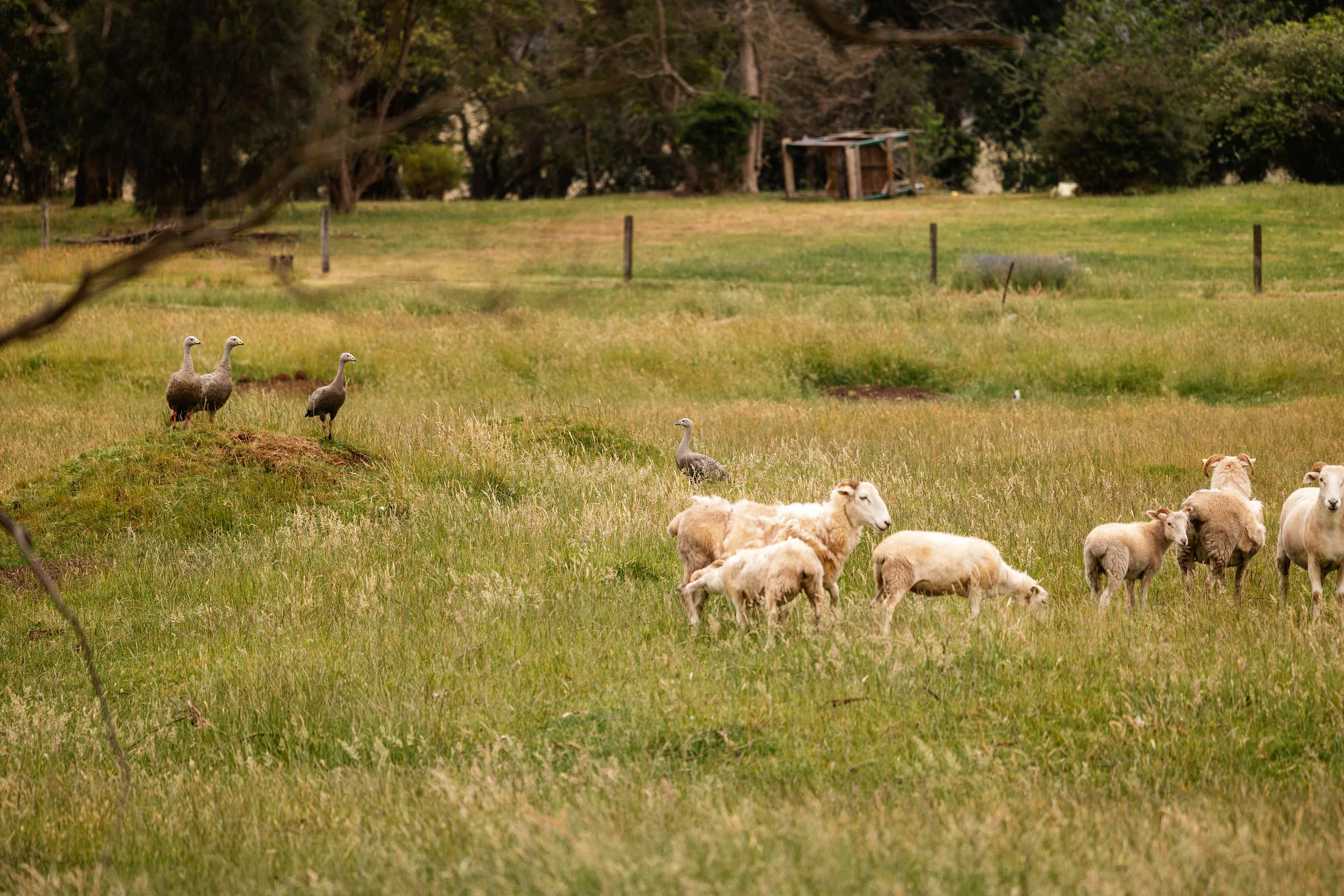 Green Gully Farmstay Camp Paddock