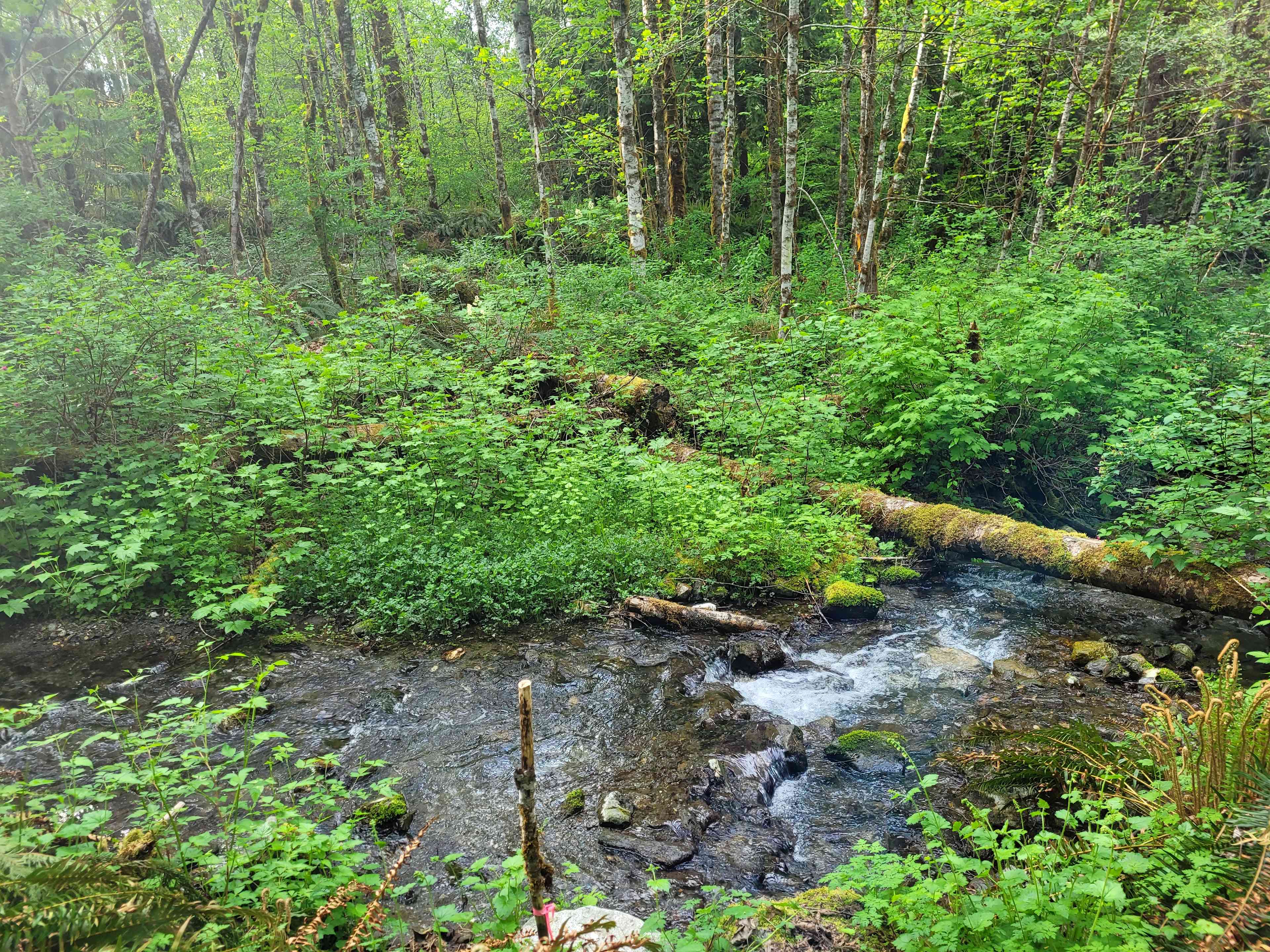 Nugget creek.