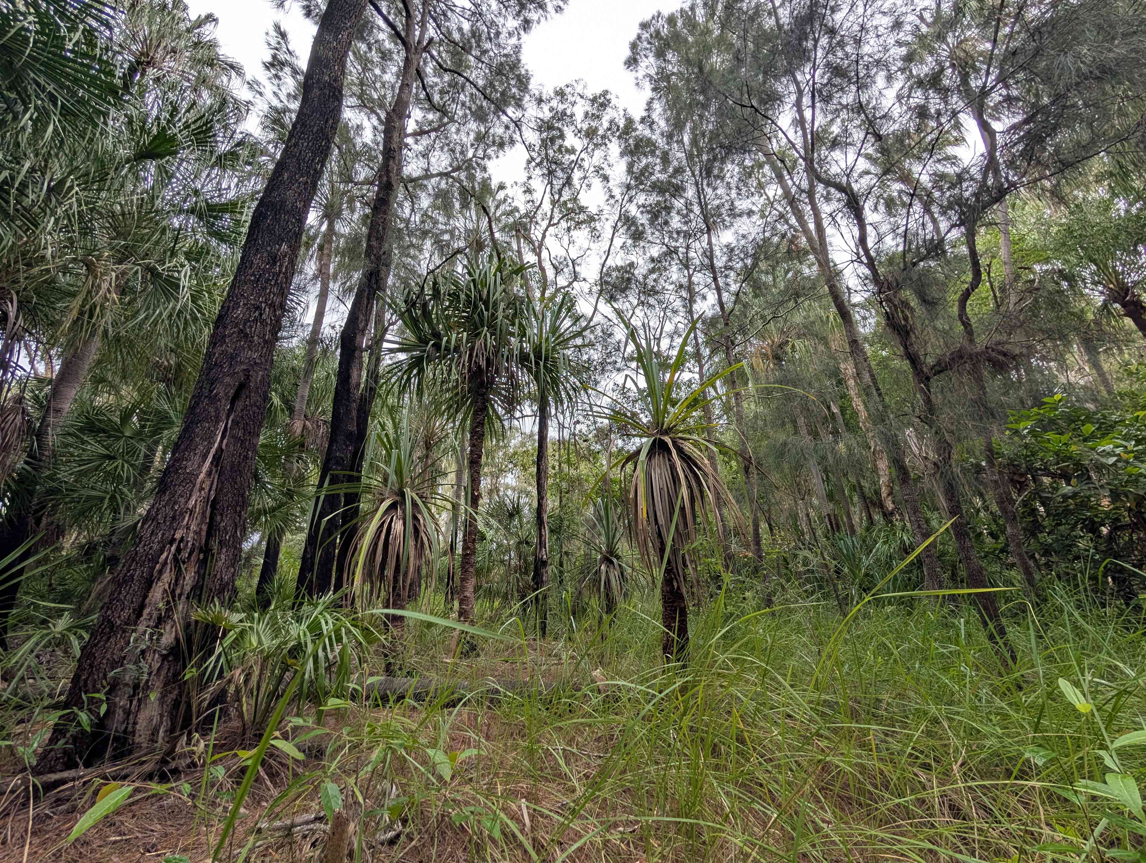 Jorassic Park ( Clothing optional )