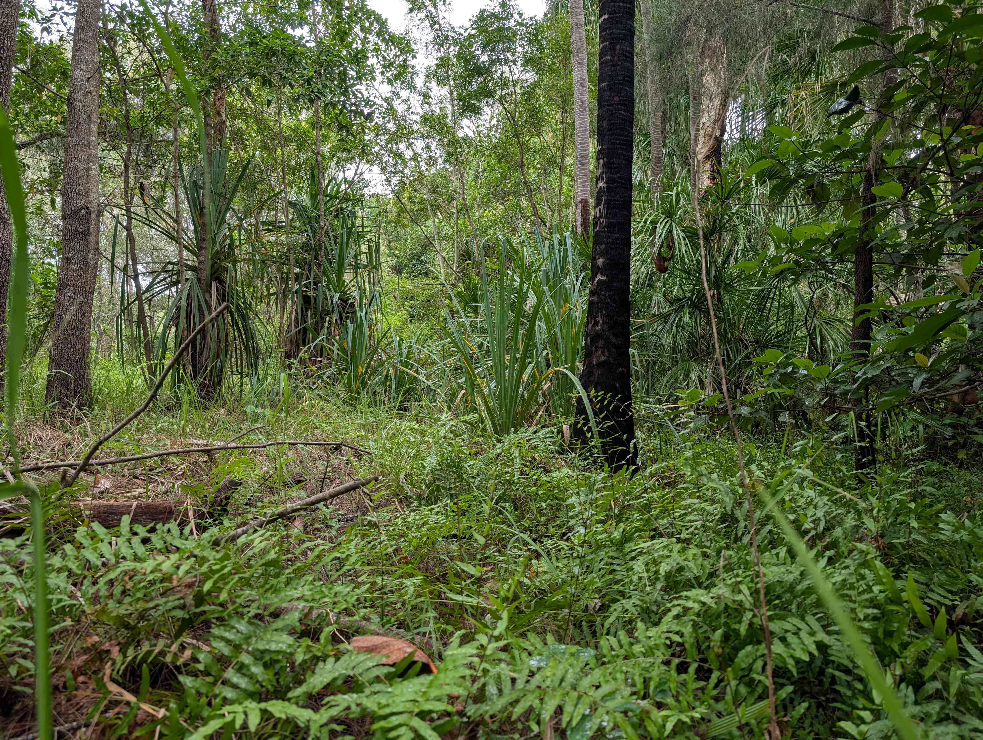 Jorassic Park ( Clothing optional )