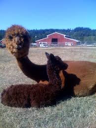 Strawbery Fields Alpaca Ranch