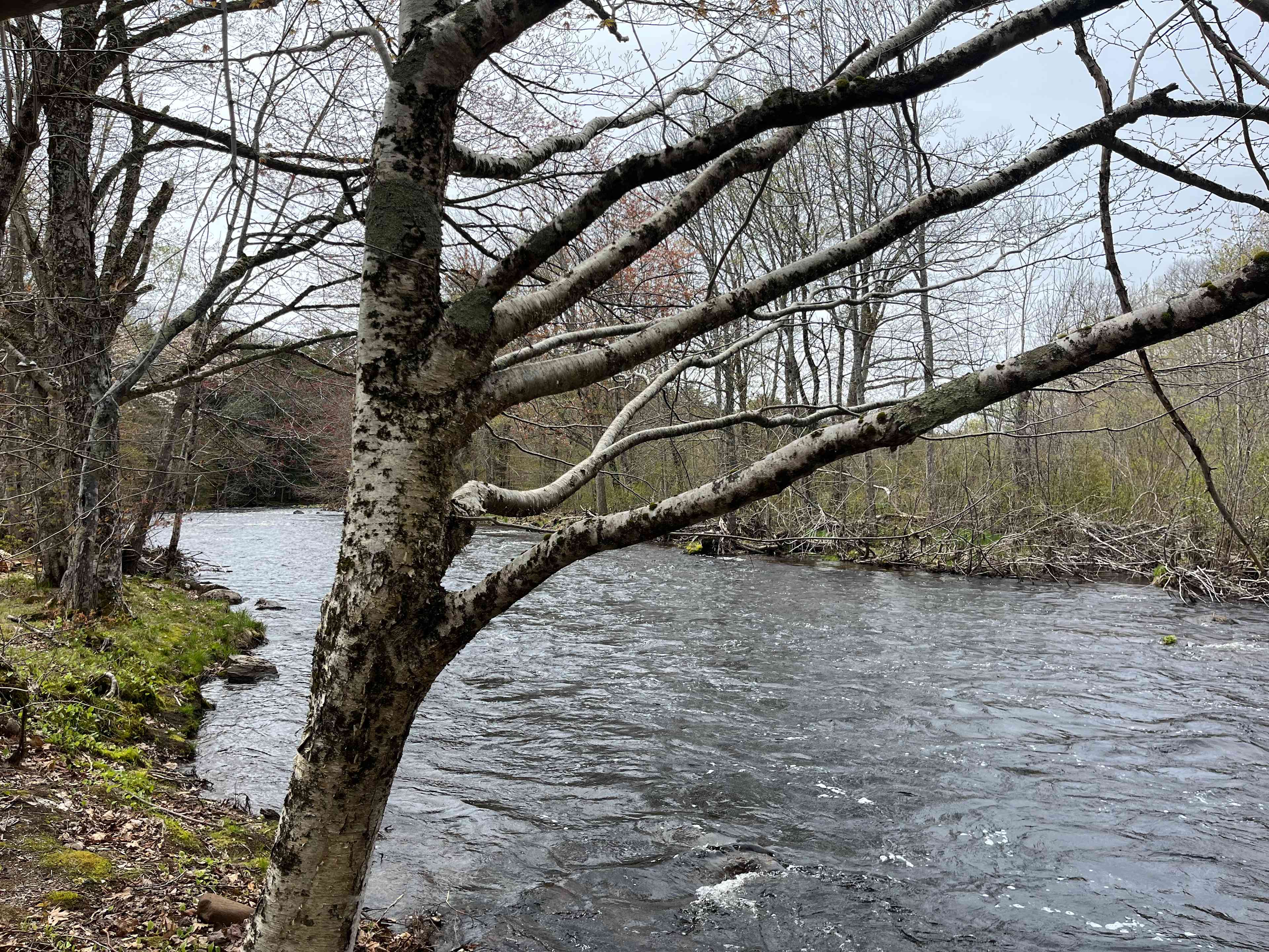 Gaspereau River Hipcamp