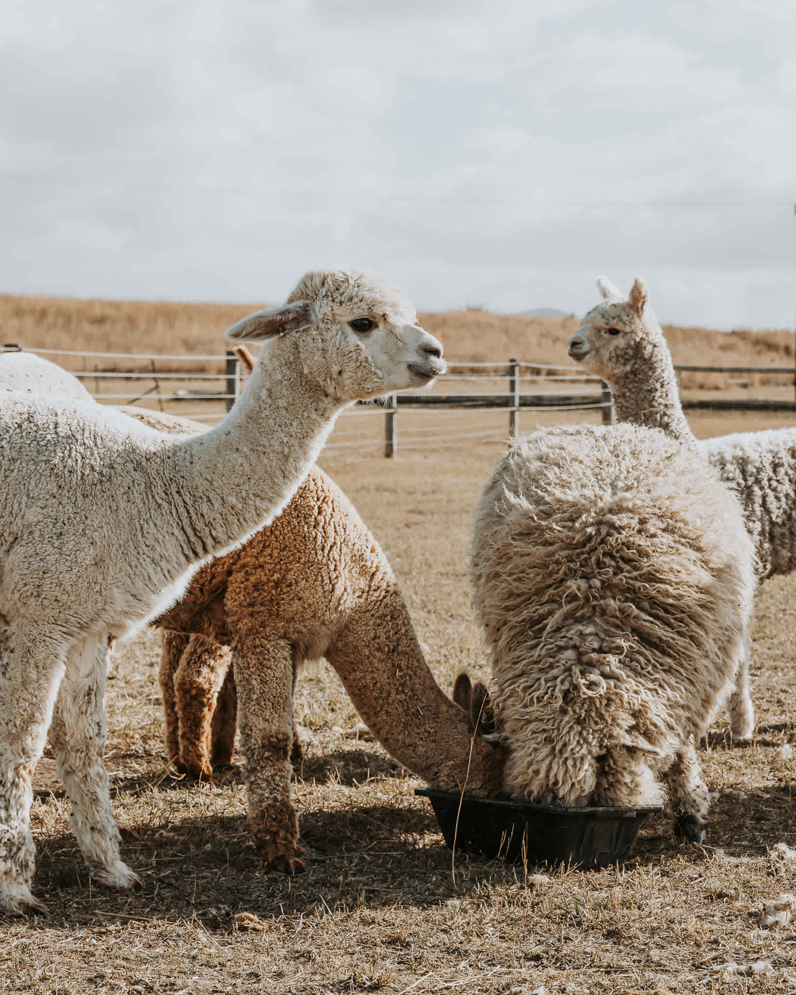 Barrenjoey Farm - Historic Richmond