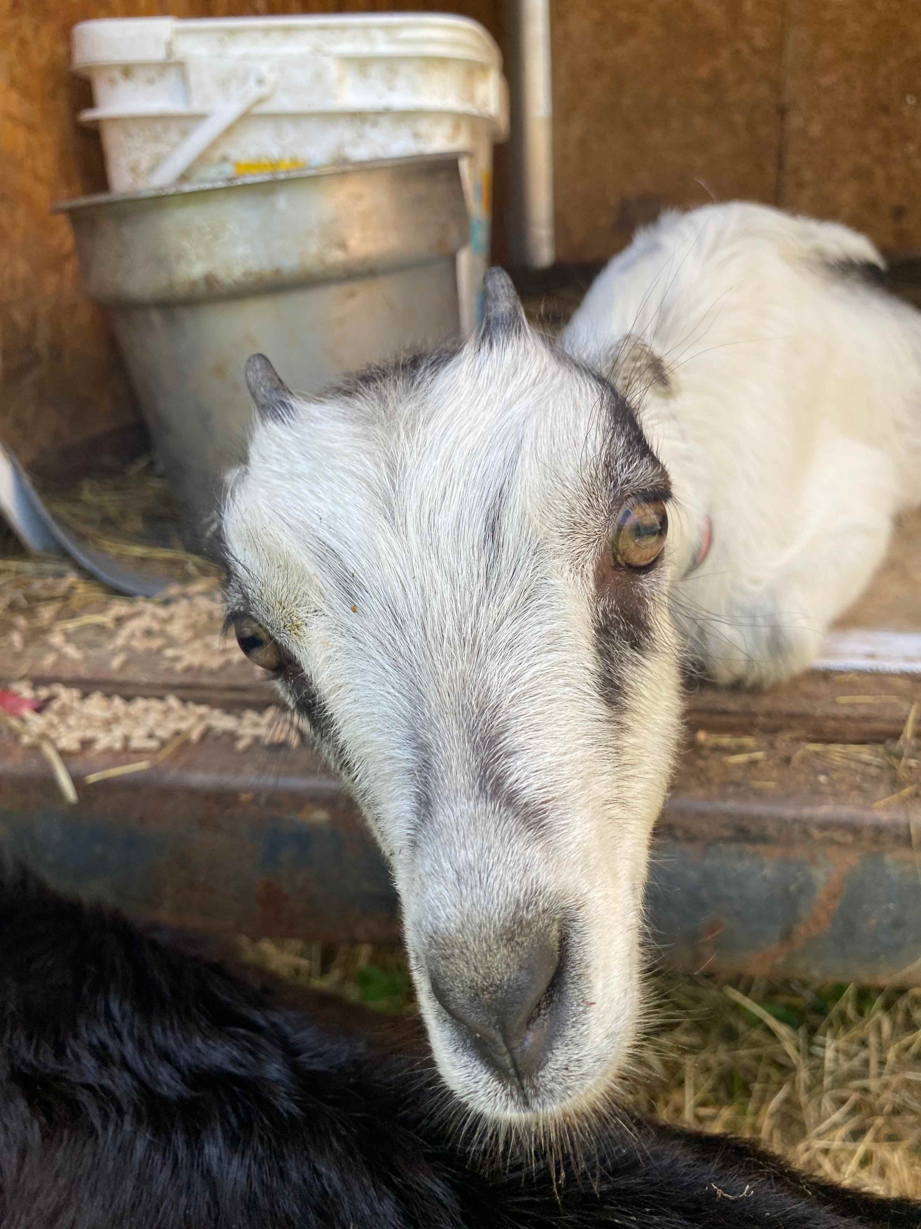 Cookie - one of our resident goats.
