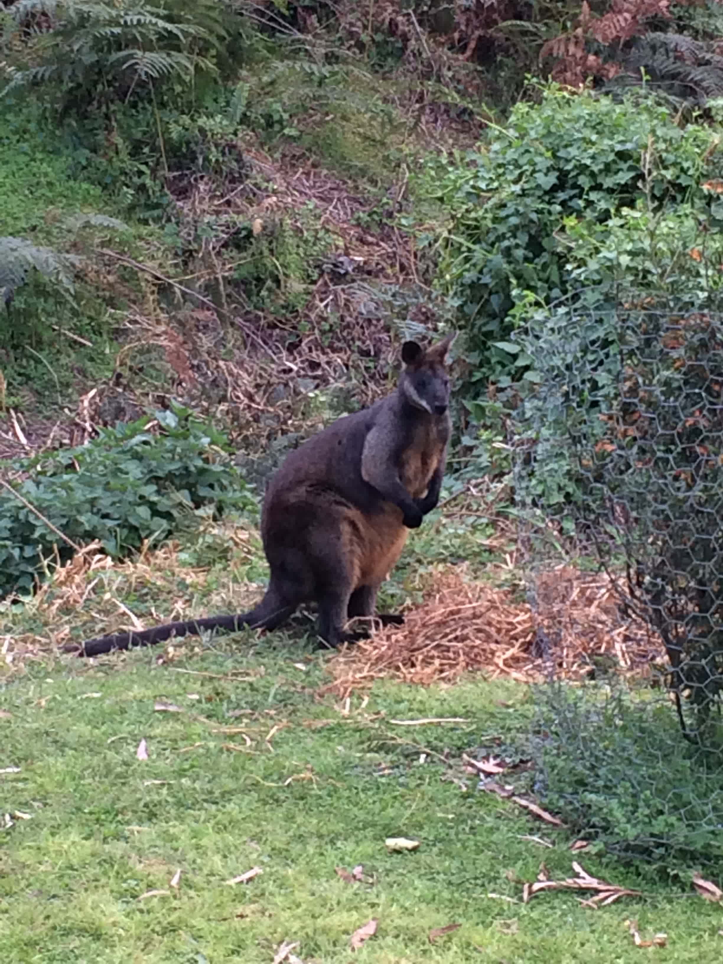 swamp wallaby