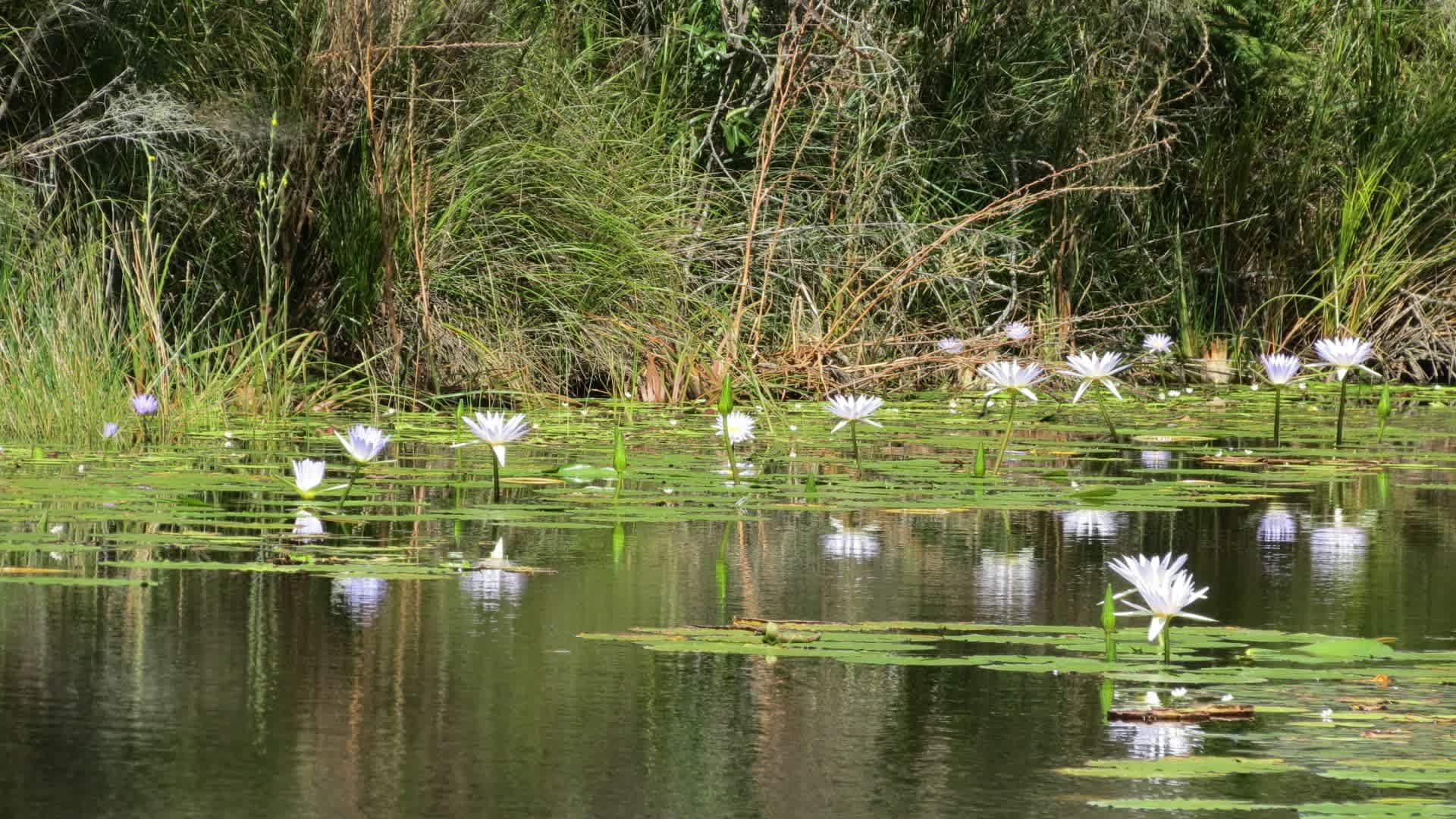 Water lillies on the main dam