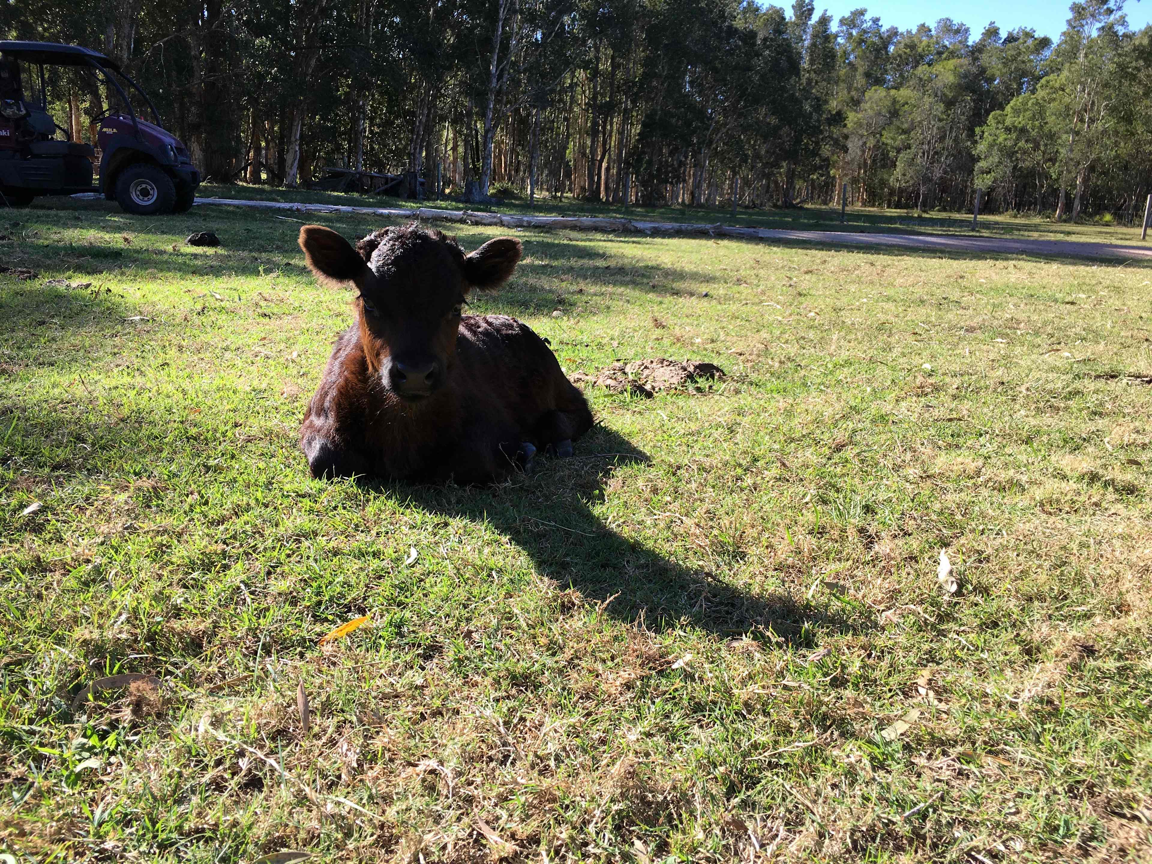 Belly’s Farm Stay