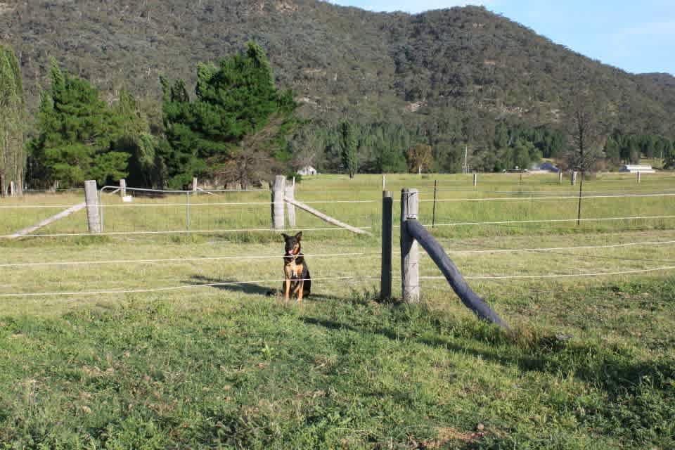 We're dog friendly!