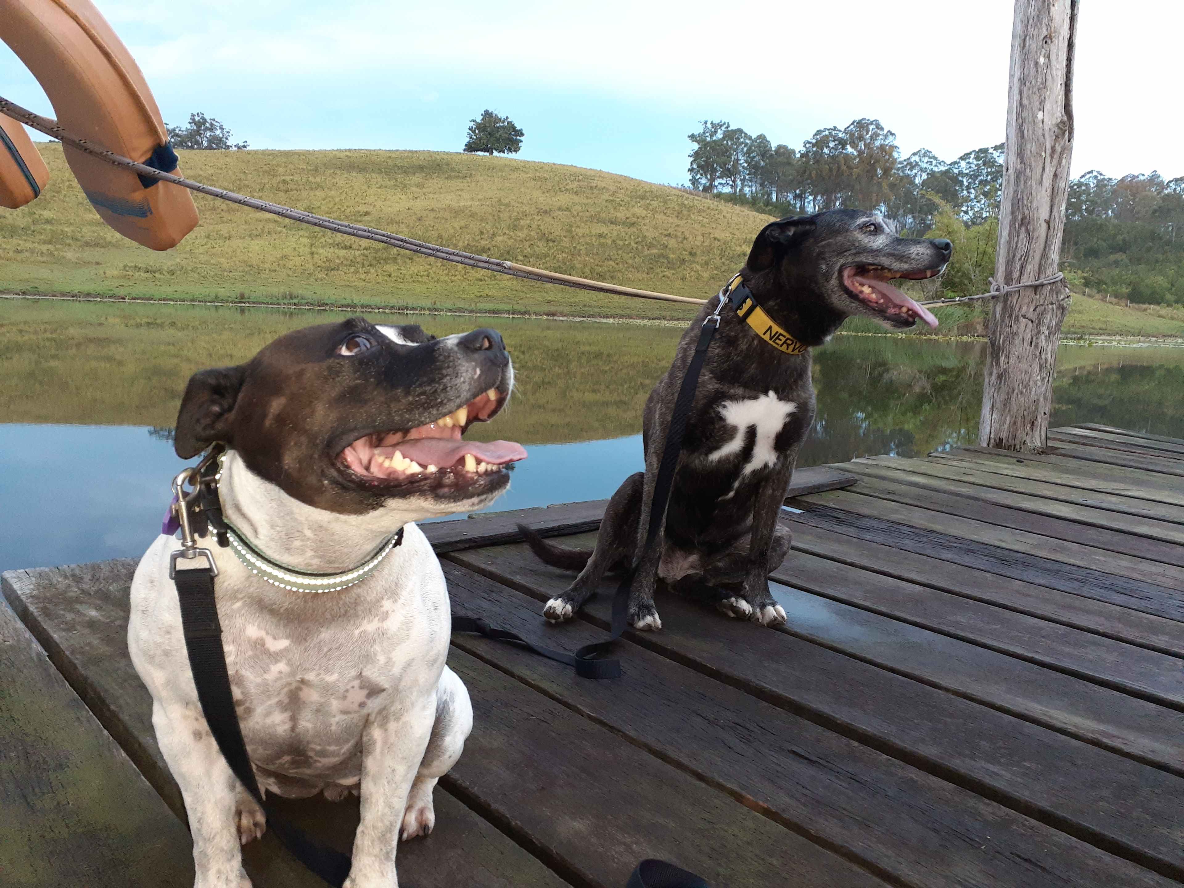 Dogs LOVE it here.