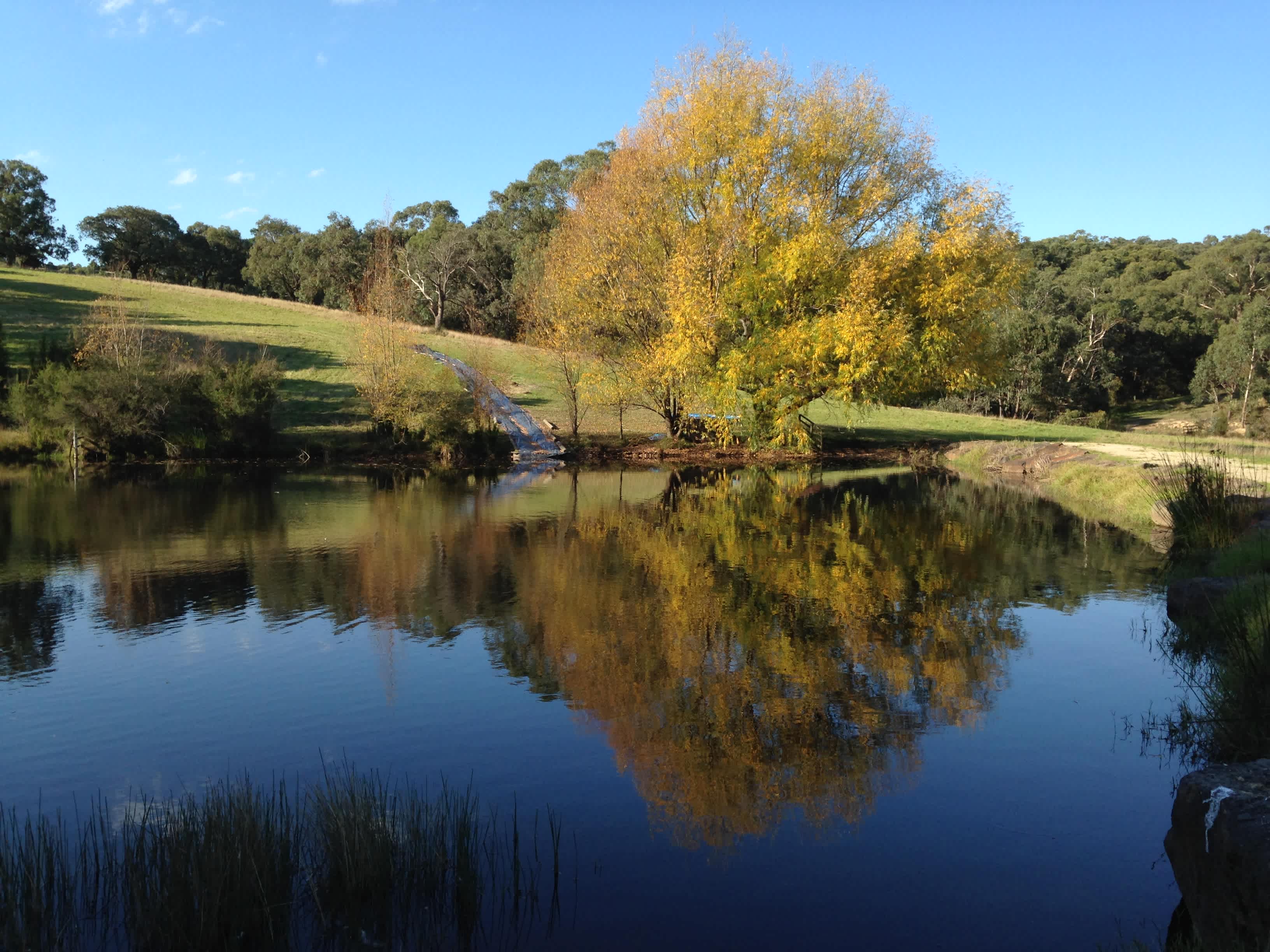 Our spring fed dam