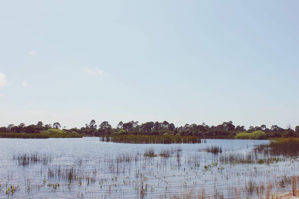 Oscar Scherer State Park