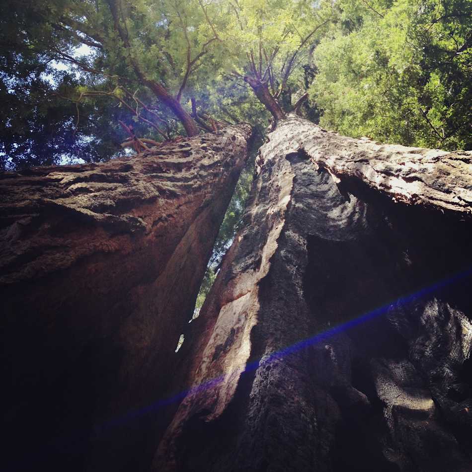 Big Basin Redwoods State Park