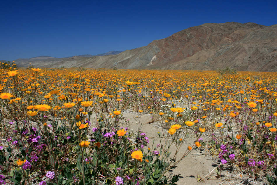 Anza-Borrego Desert State Park