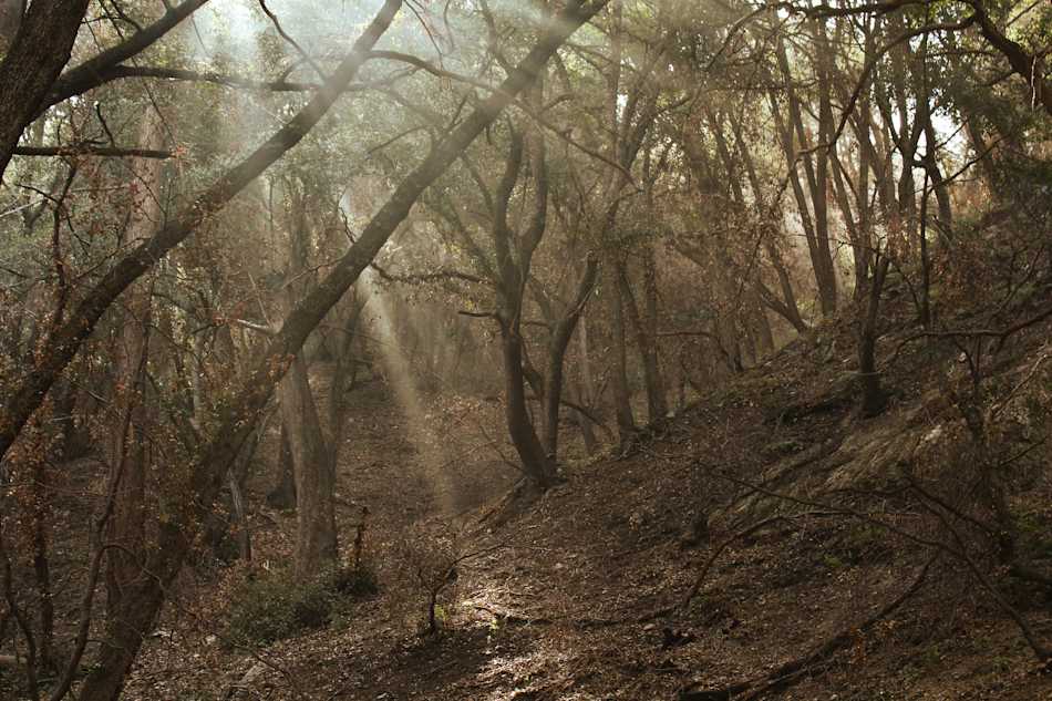 Angeles National Forest