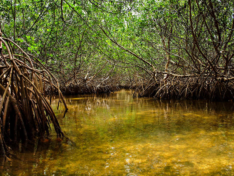 Curry Hammock State Park