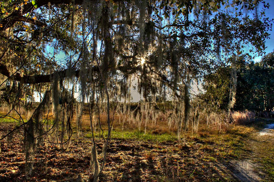 Lake Kissimmee State Park