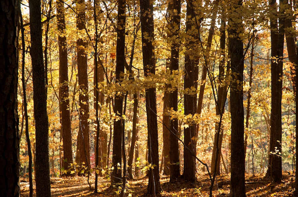 William B Umstead State Park