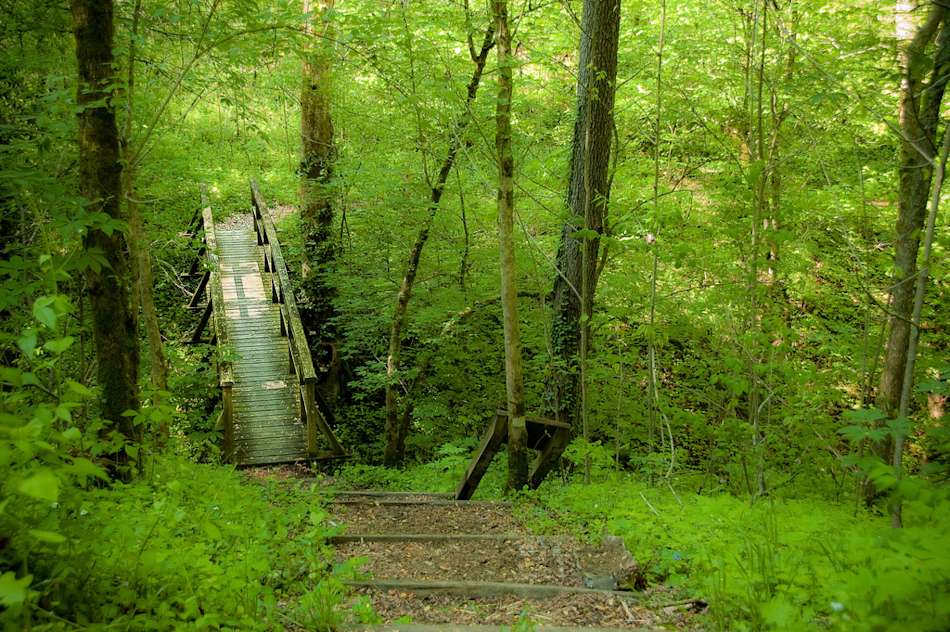 Daniel Boone National Forest