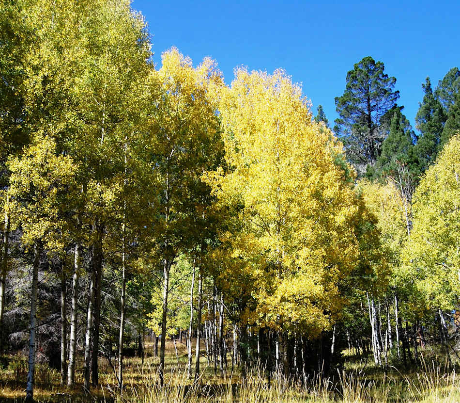 Lincoln National Forest