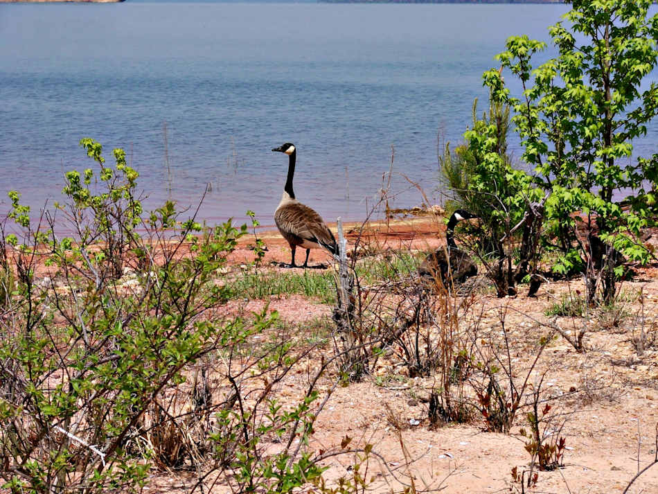 Elijah Clark State Park