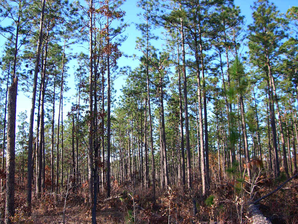 De Soto National Forest