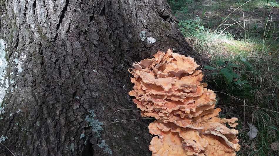 Undisturbed nature alll around you