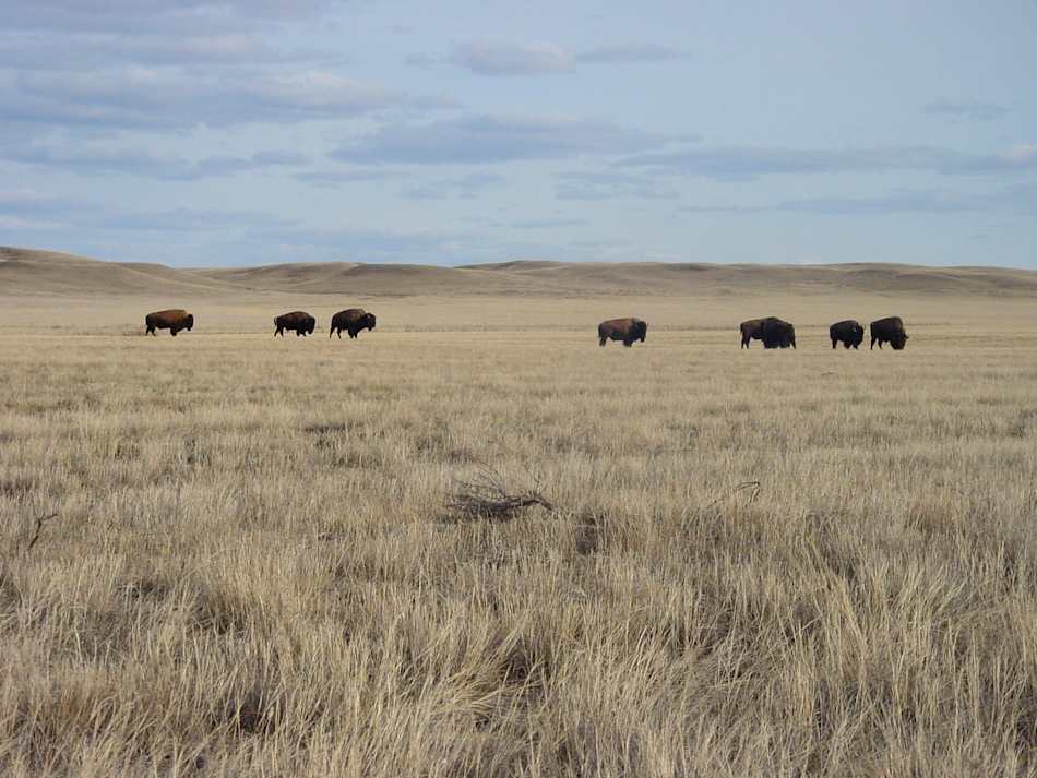 Grasslands National Park